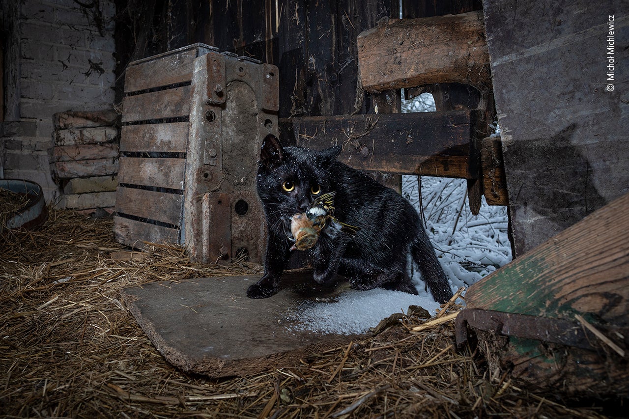 Photo: Michał Michlewicz/Wildlife Photographer of the Year