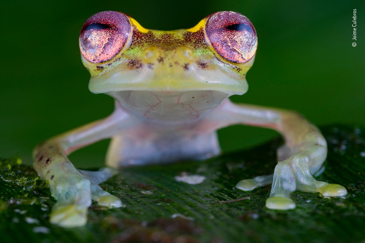 Photo: Jaime Culebra/Wildlife Photographer of the Year