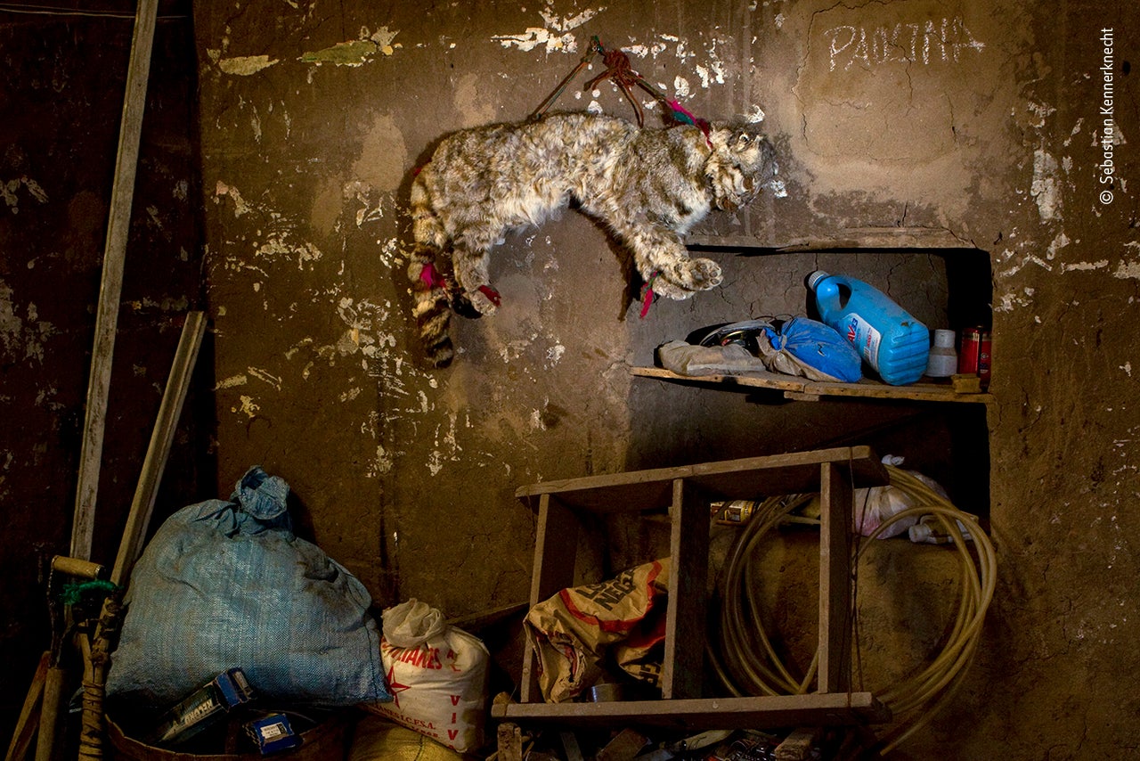 Photo: Sebastian Kennerknecht/Wildlife Photographer of the Year