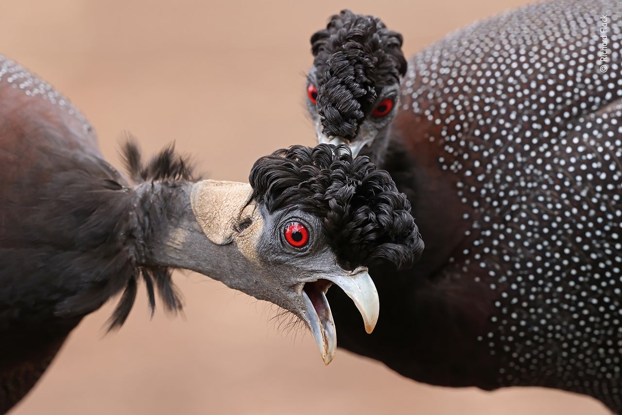 Photo: Richard Flack/Wildlife Photographer of the Year