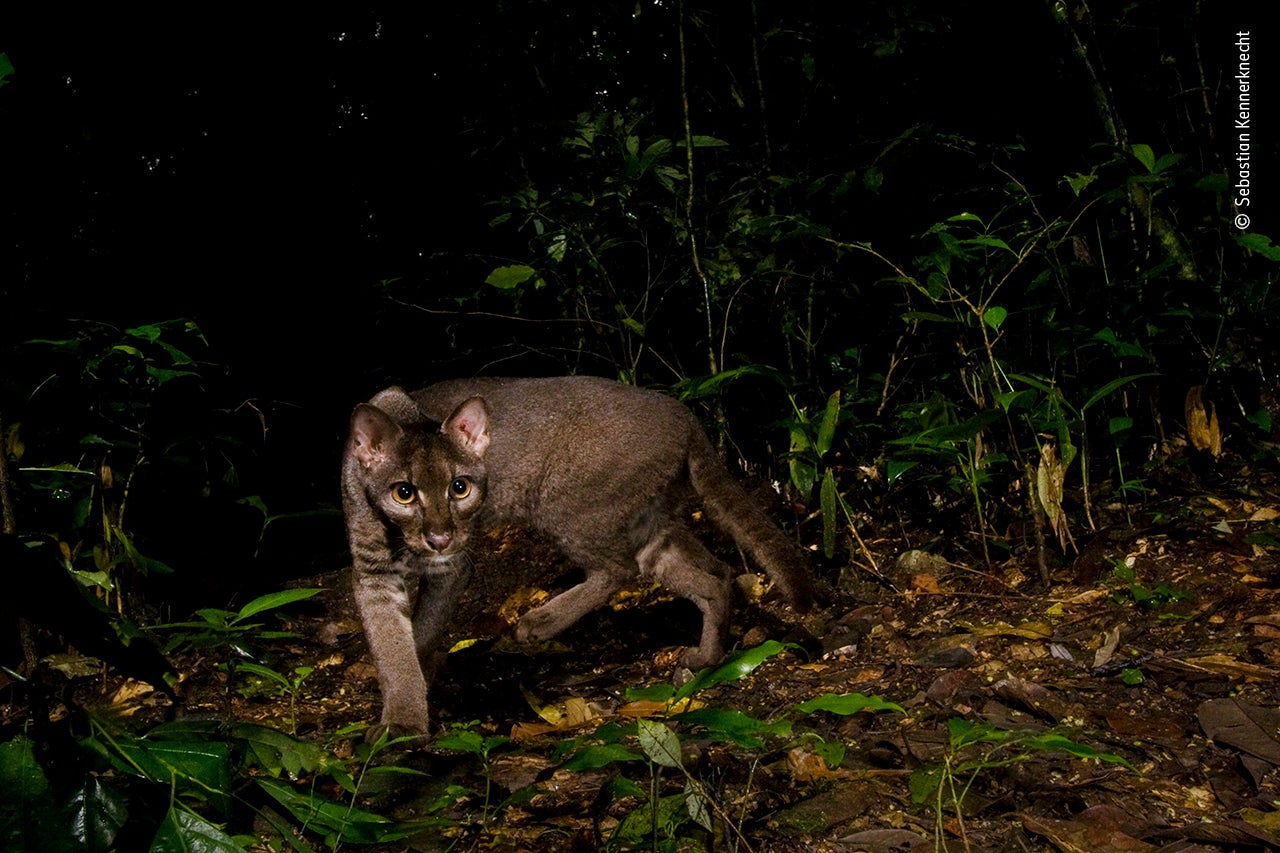 Photo: Sebastian Kennerknecht/Wildlife Photographer of the Year