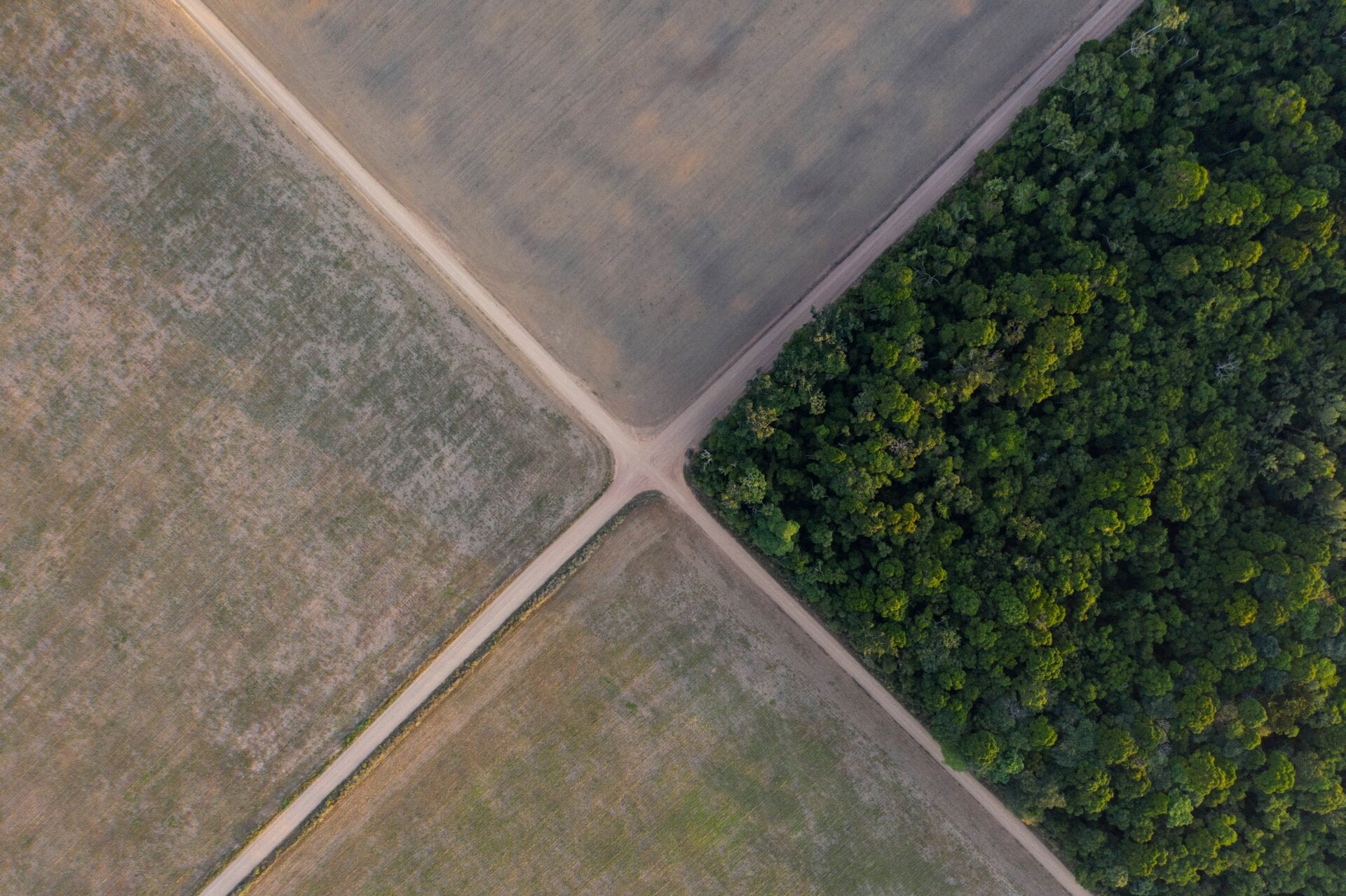 Trees catty corner to soybean fields in the Brazilian Amazon.