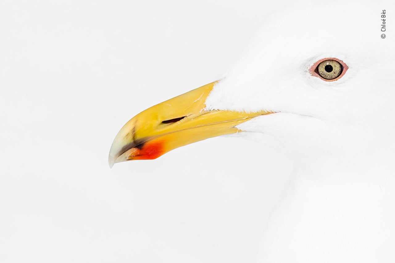 Photo: Chloé Bès/Wildlife Photographer of the Year