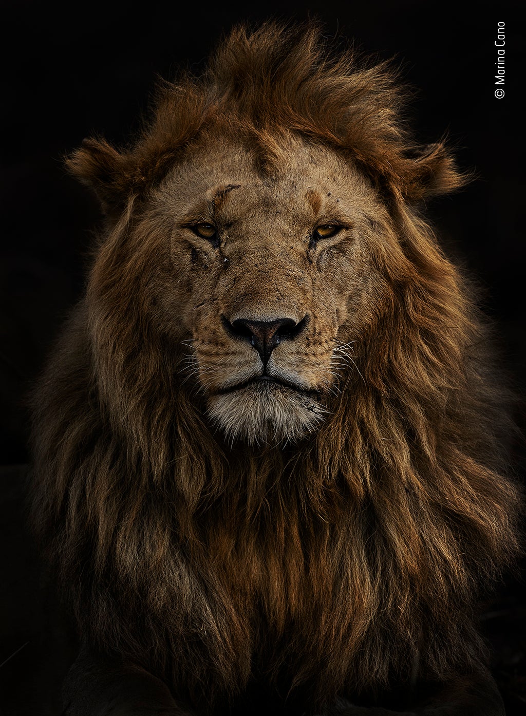 Photo: Marina Cano/Wildlife Photographer of the Year