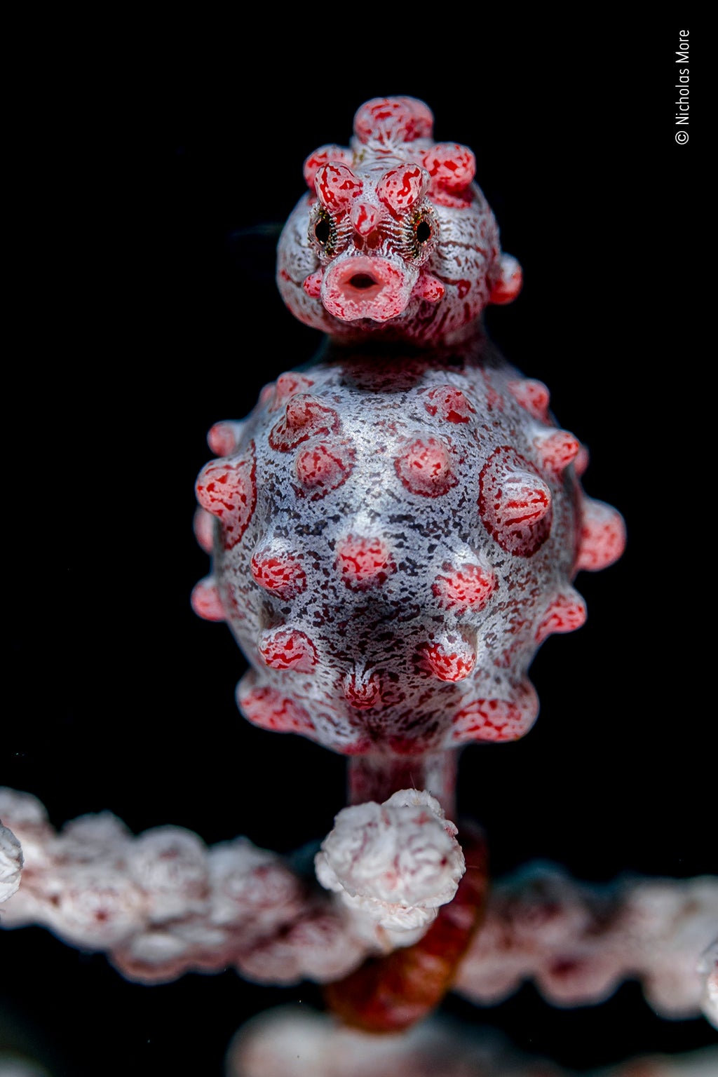 Photo: Nicholas More//Wildlife Photographer of the Year