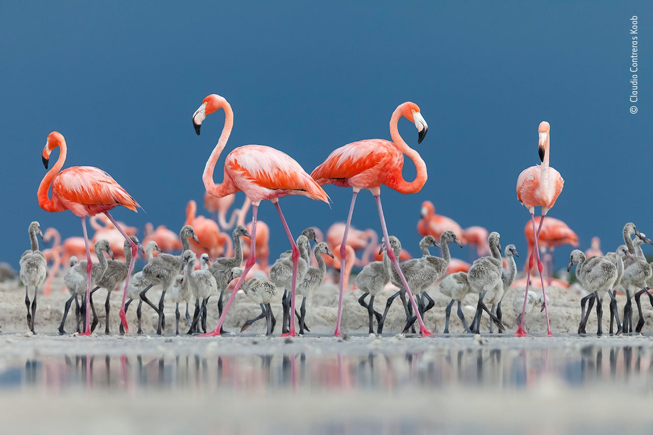 Photo: Claudio Contreras Koob/Wildlife Photographer of the Year