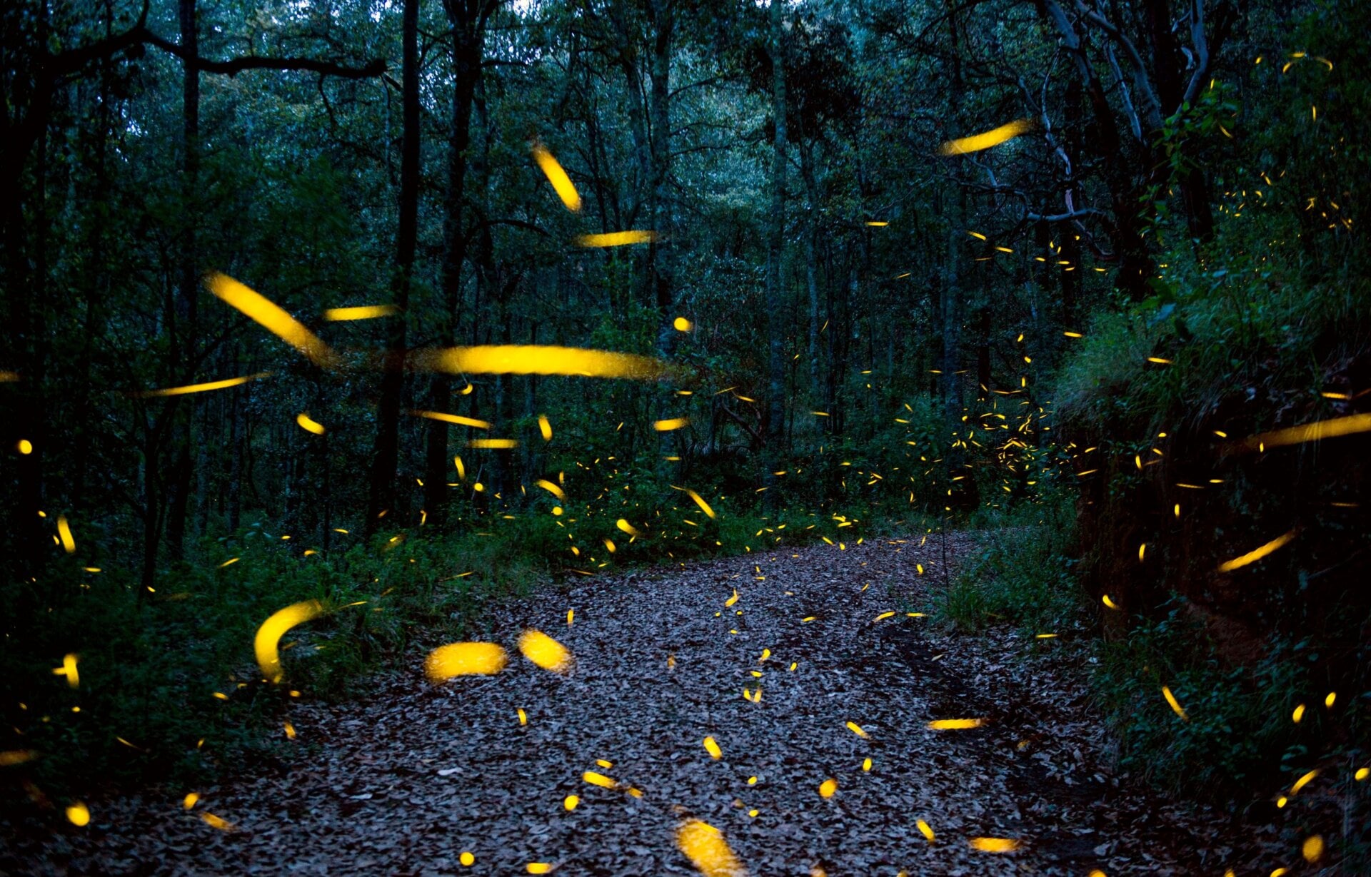 Luciferase isn’t in the covid-19 vaccines, but fireflies  do use it to light up at night.