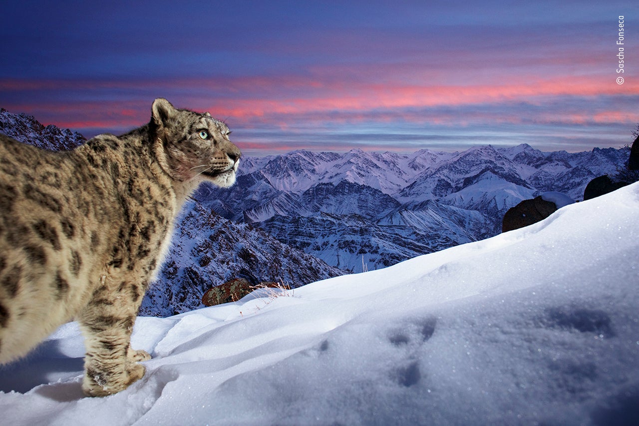 Photo: Sascha Fonseca/Wildlife Photographer of the Year