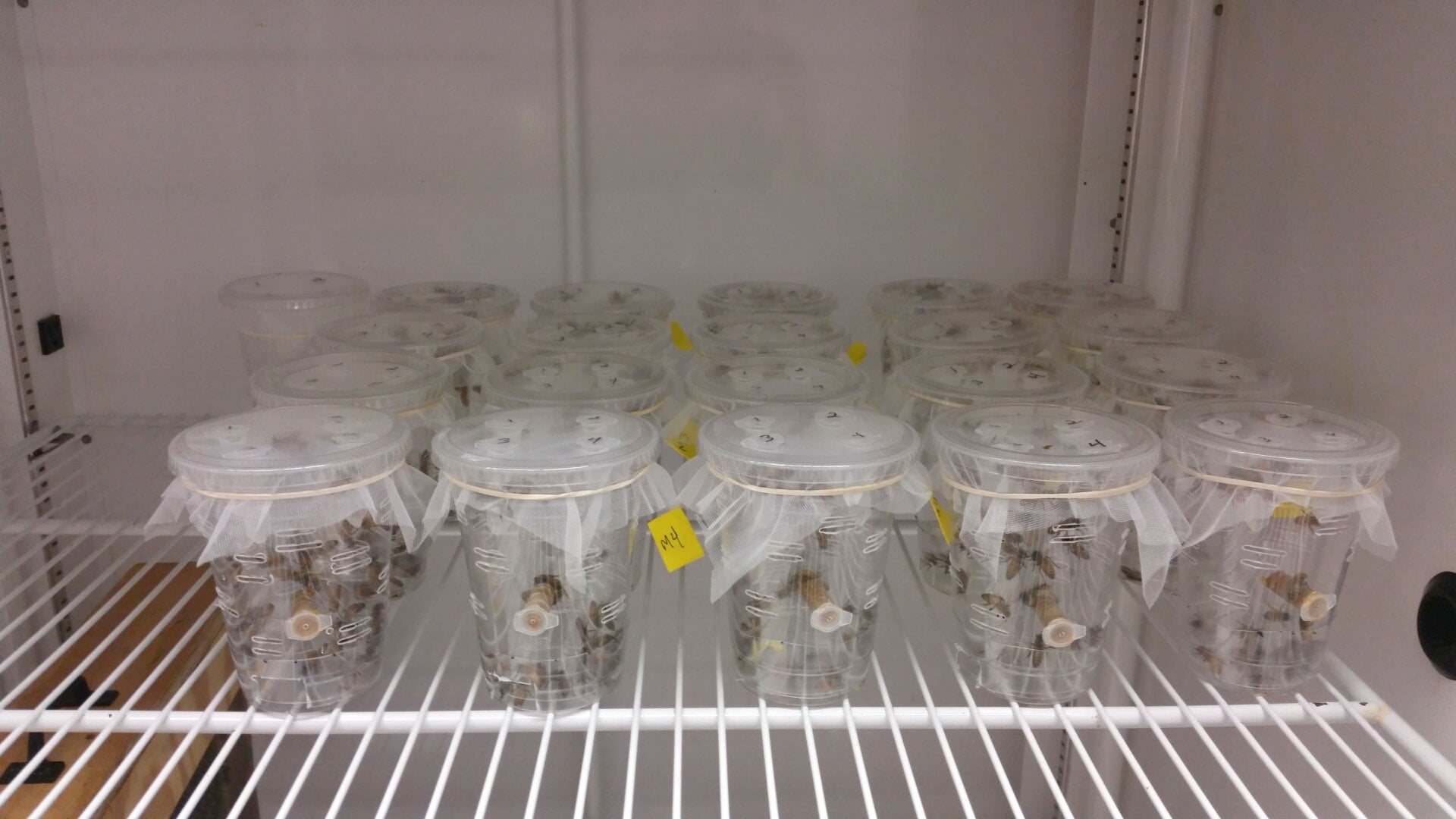 Lab-kept honey bees. 