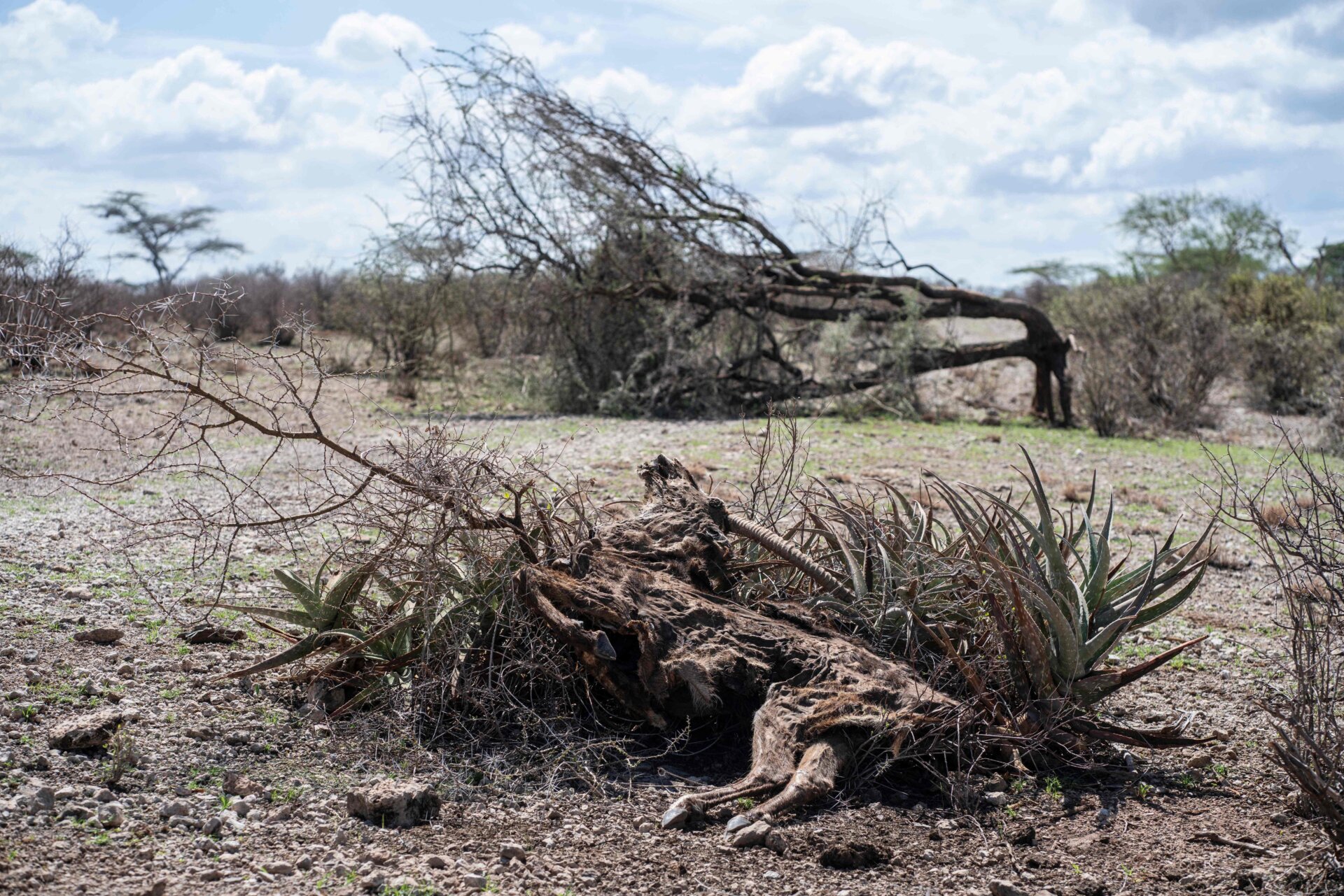 The body of a waterbuck in Samburu National Reserve.