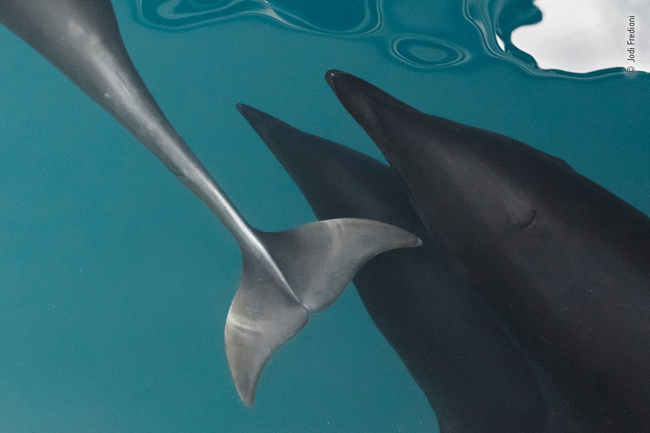 Photo: Jodi Frediani/Wildlife Photographer of the Year