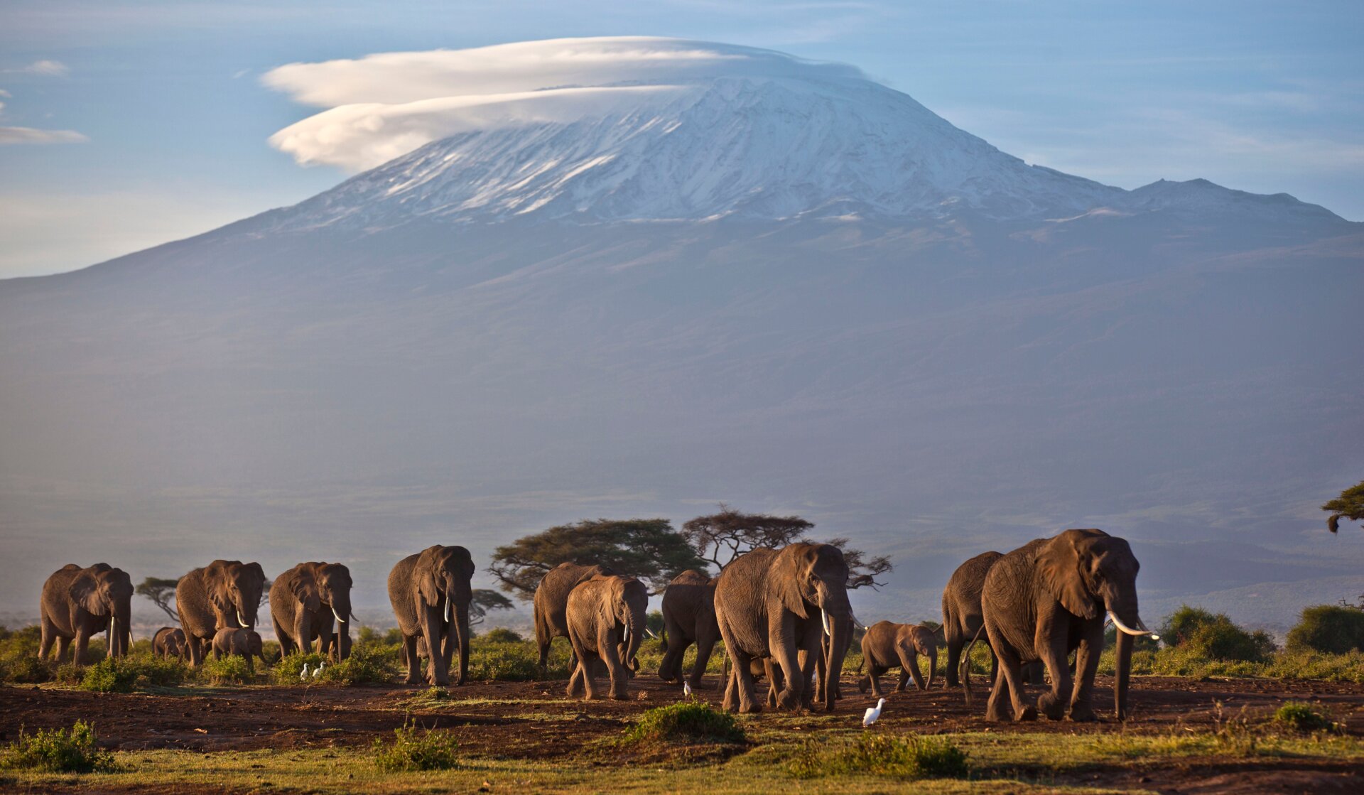 A herd of elephants walk in Amboseli National Park with Mt. Kilimanjaro in the background.