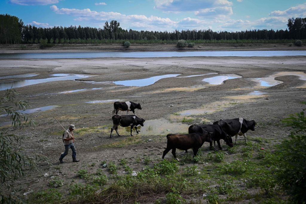 A man and his cows walk along water ponds on the dry river bed of Danube’s branch “Borcea” in Roseti village, southern Romania on August 11, 2022.