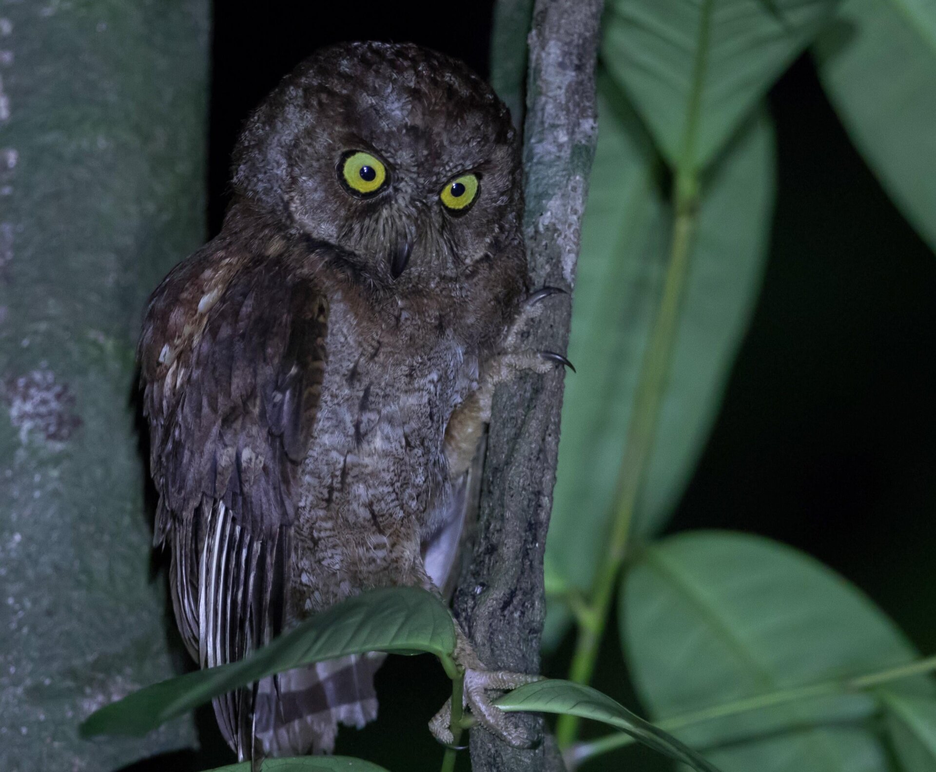 Photo: c/o Martim Melo