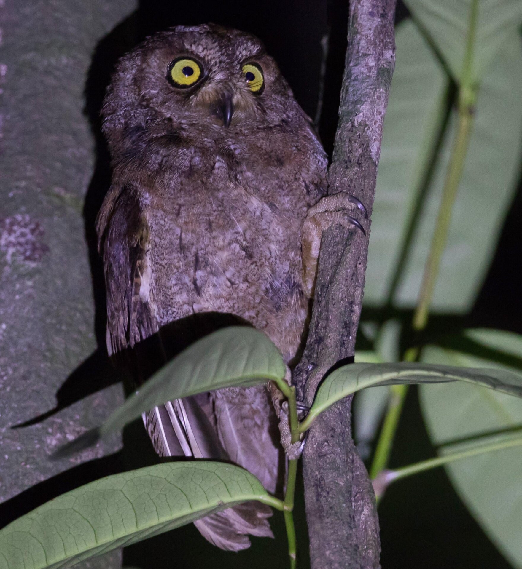 Photo: c/o Martim Melo