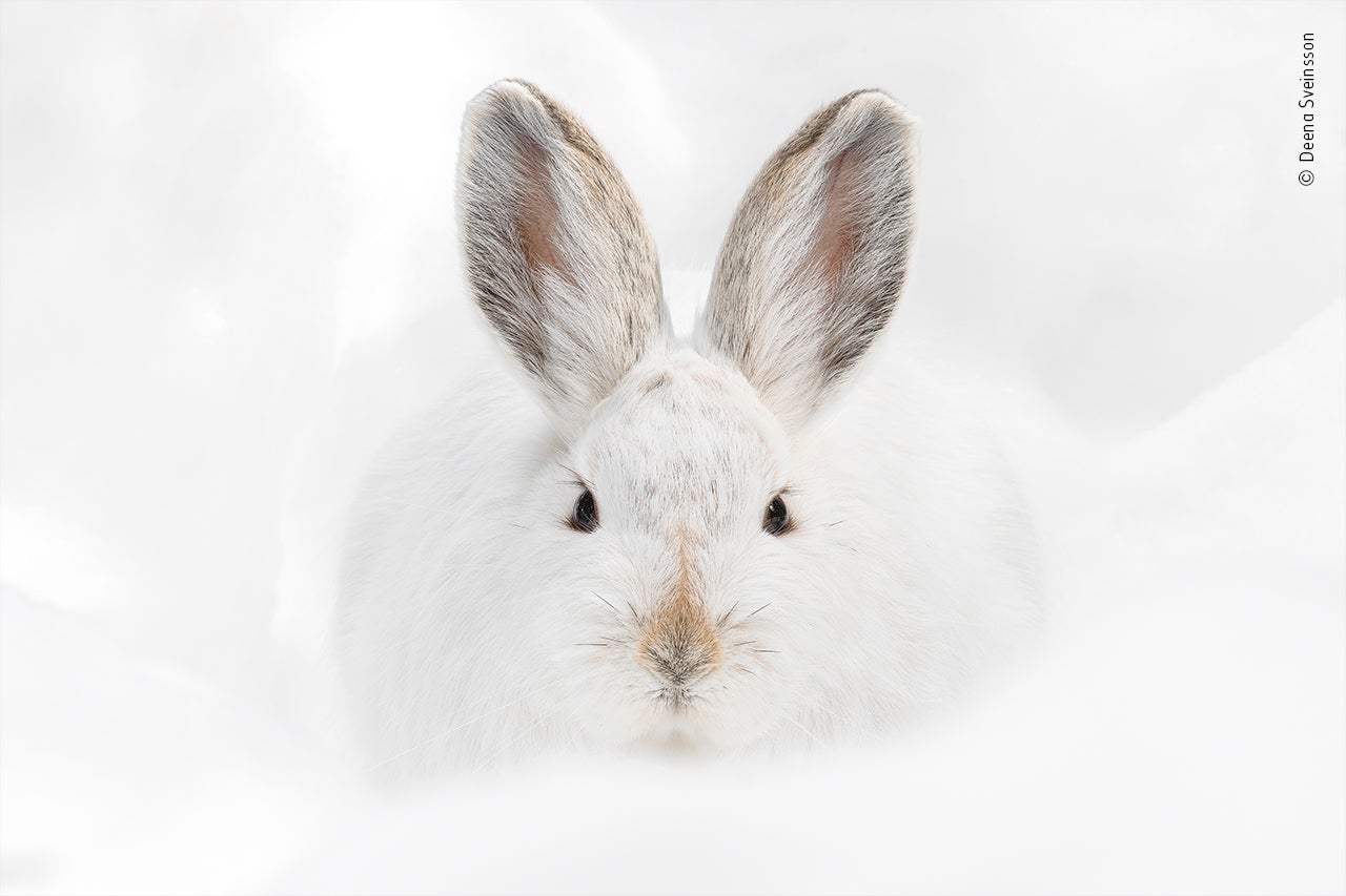 Photo: Deena Sveinsson//Wildlife Photographer of the Year