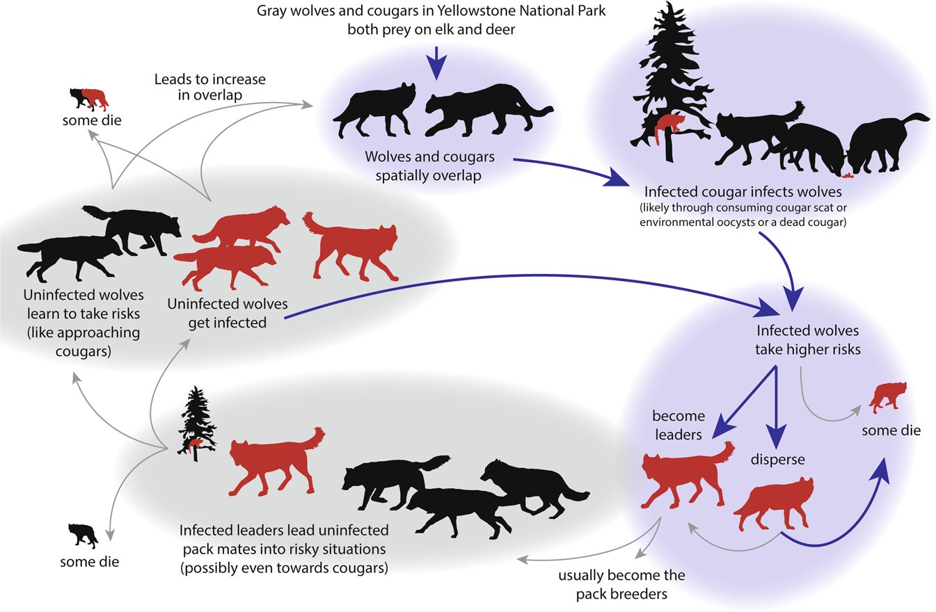 Graphic: Meyer et al/Communications Biology