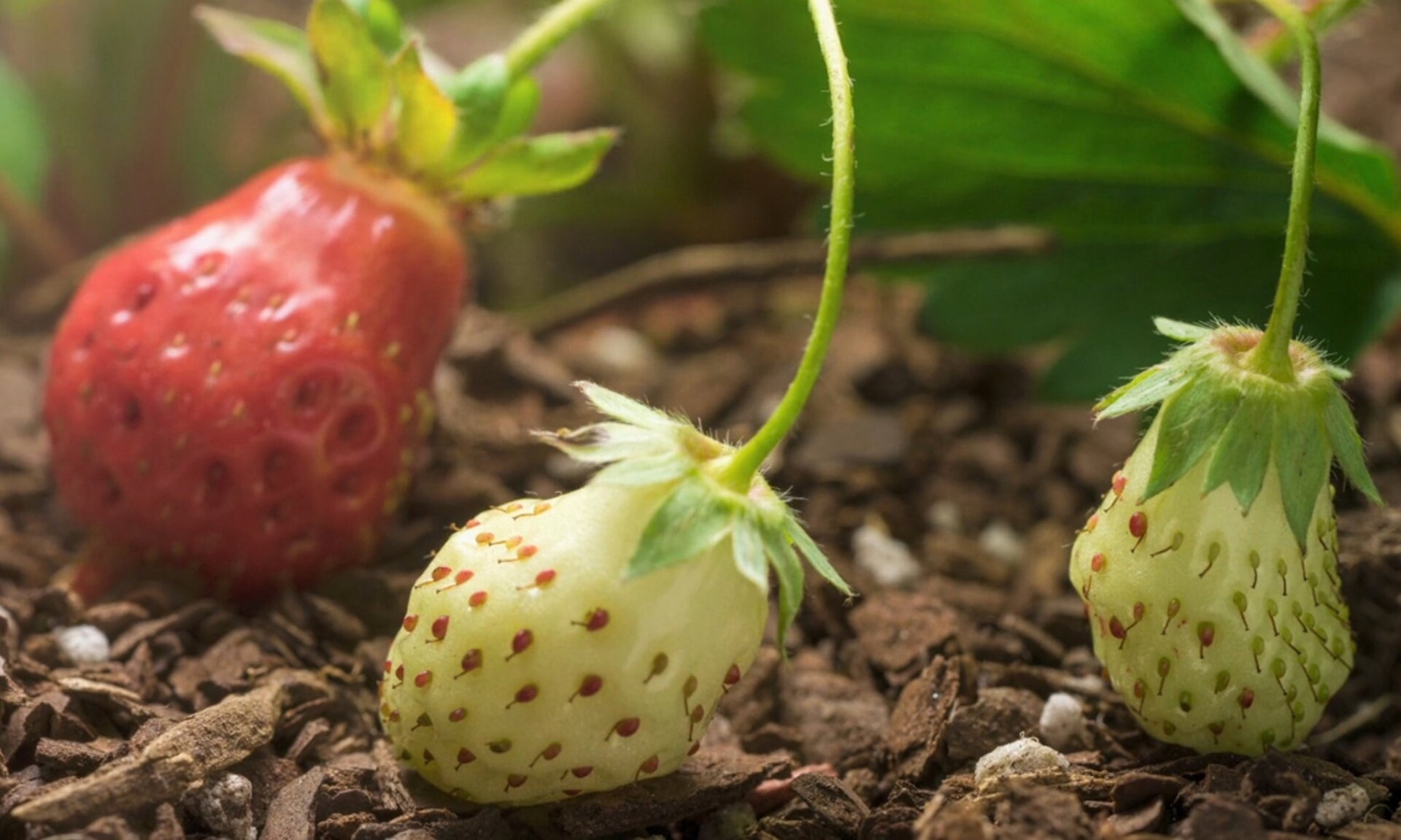 Screenshot: Marvel Studios/Disney+