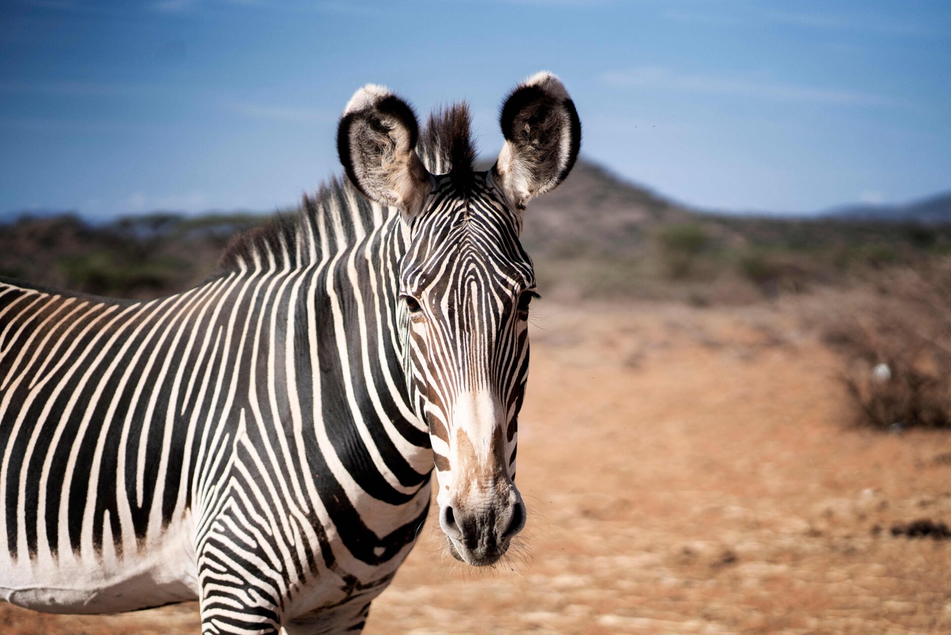 A Grevy’s Zebra.