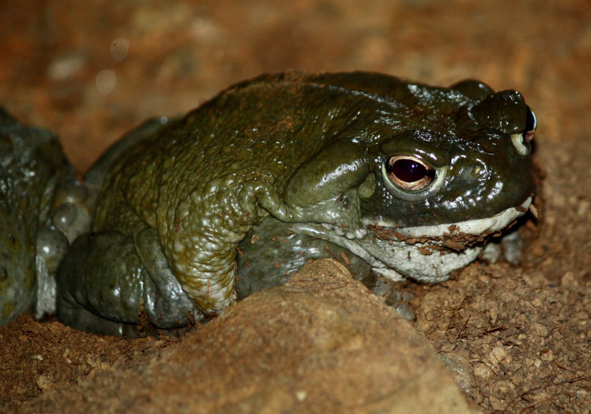 Here is a slightly more...informative picture of the Sonoran desert toad than the ominous, black and white image captured by NPS.
