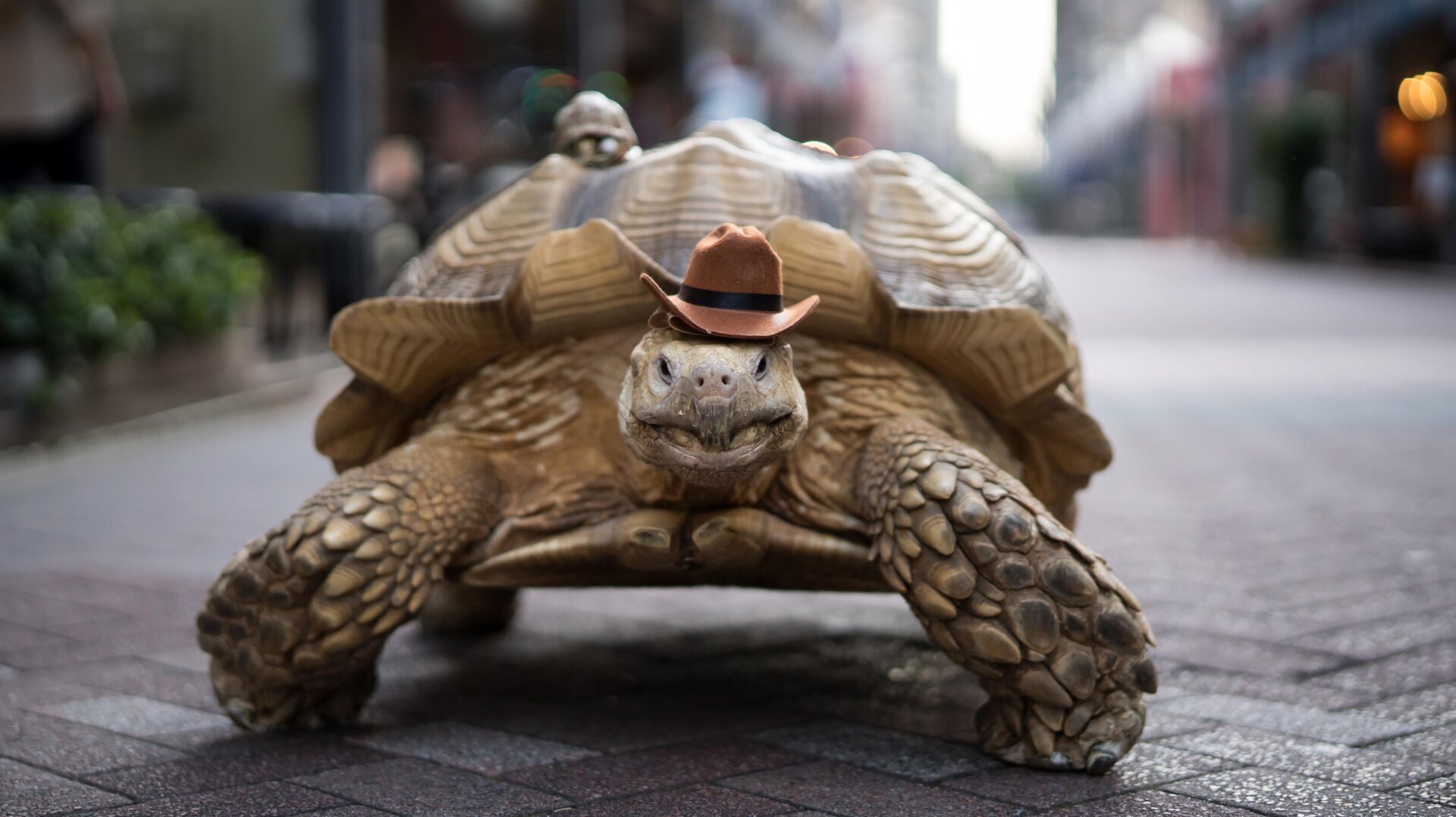 Photo: Tomohiro Ohsumi