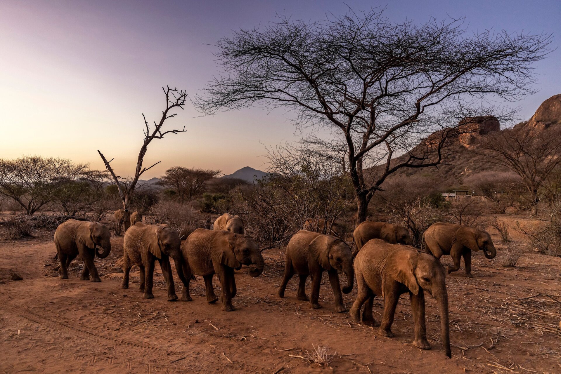 Elephant calves walk in Namunyak Wildlife Conservancy, Samburu, Kenya. 