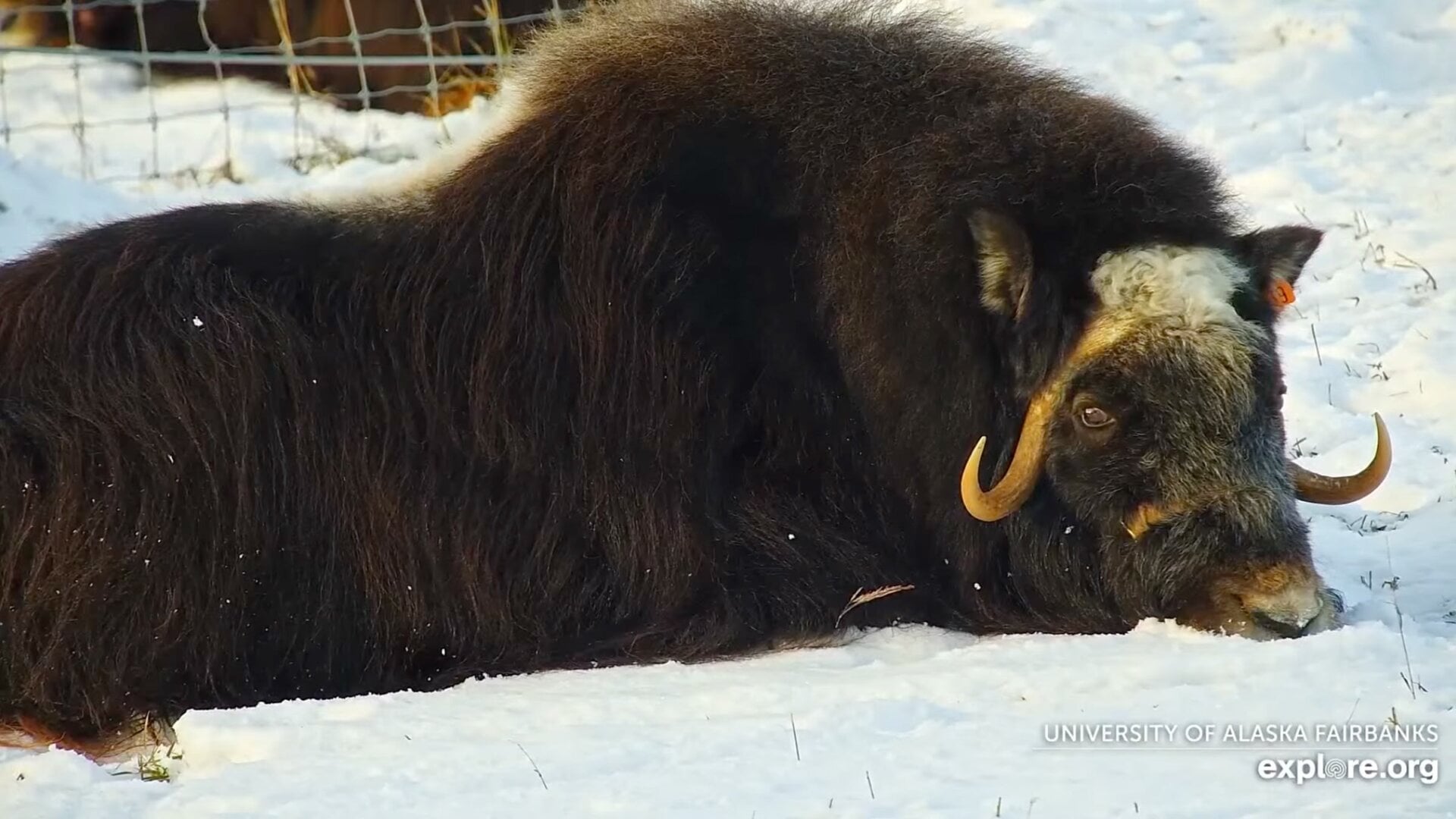 Merida, a 3-year-old female musk ox seen in the livestream.