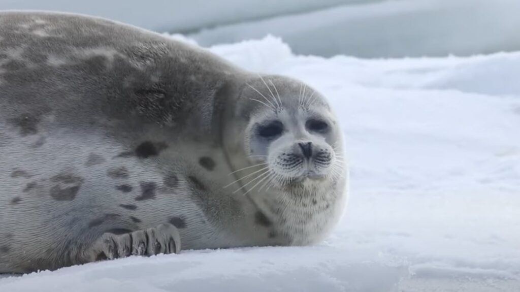 Screenshot: Caspian Seal Research and Rehabilitation Center