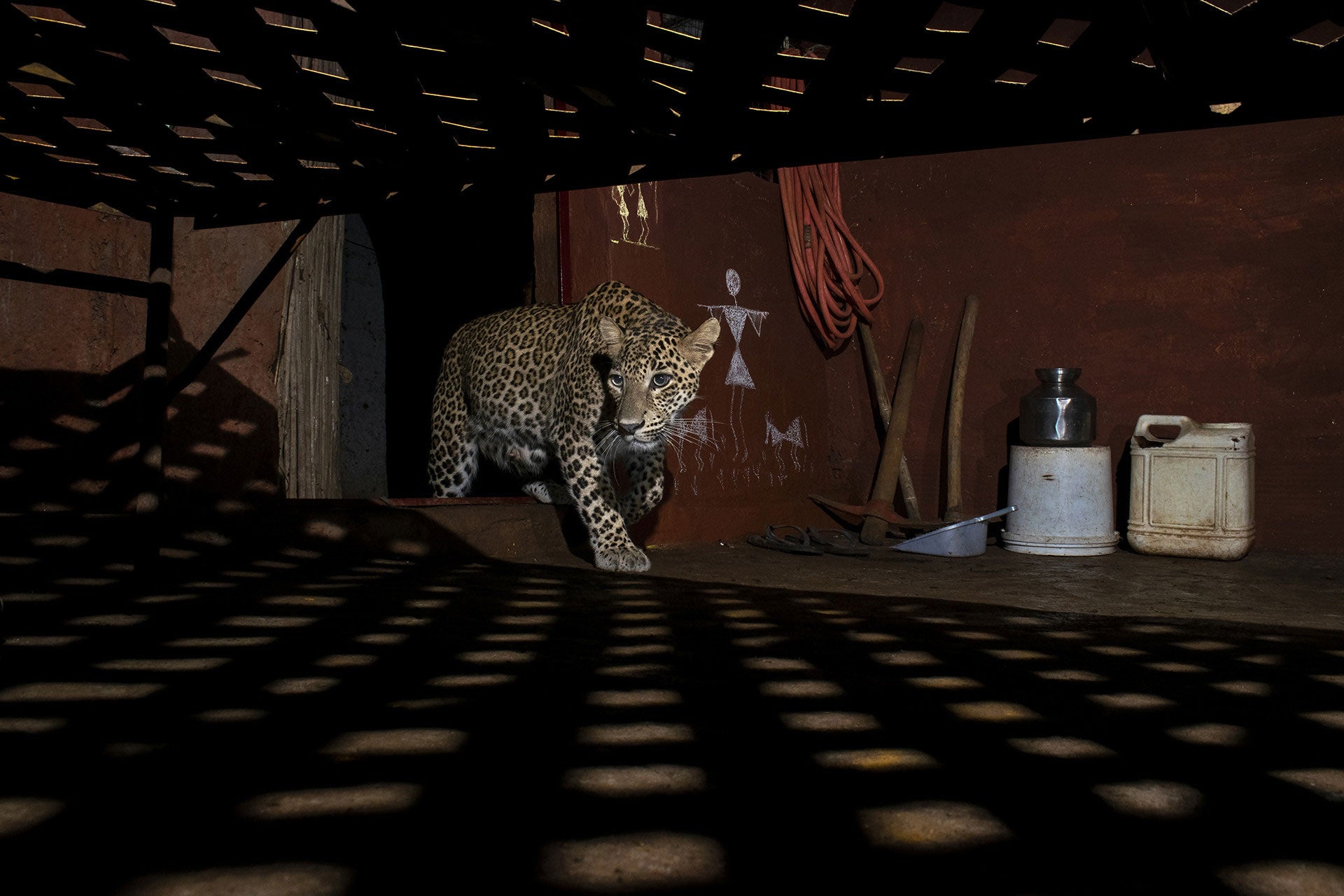 A feline lurking around. 