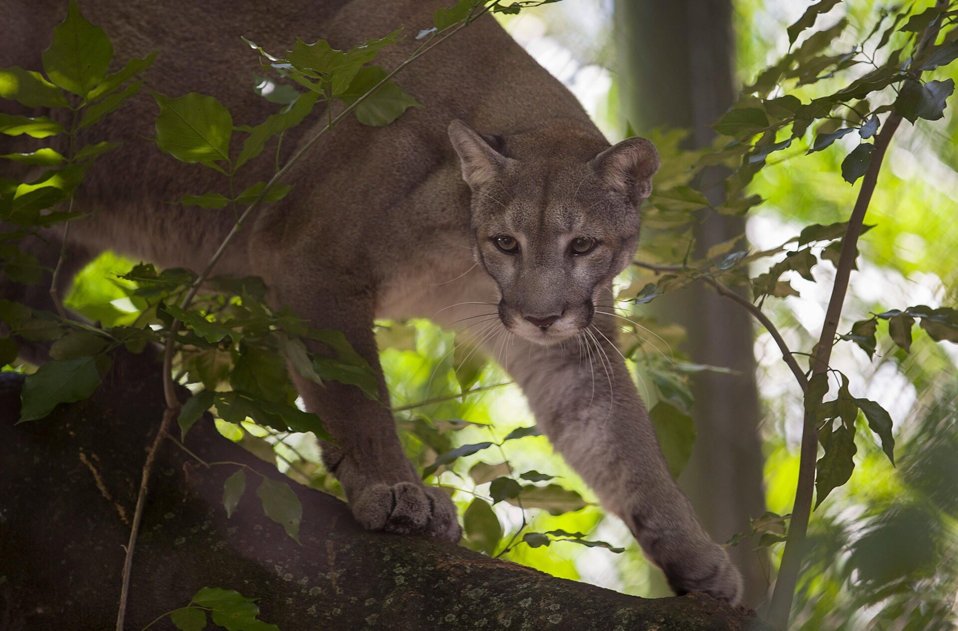 An endangered Florida panther in 2019 at the Palm Beach Zoo.