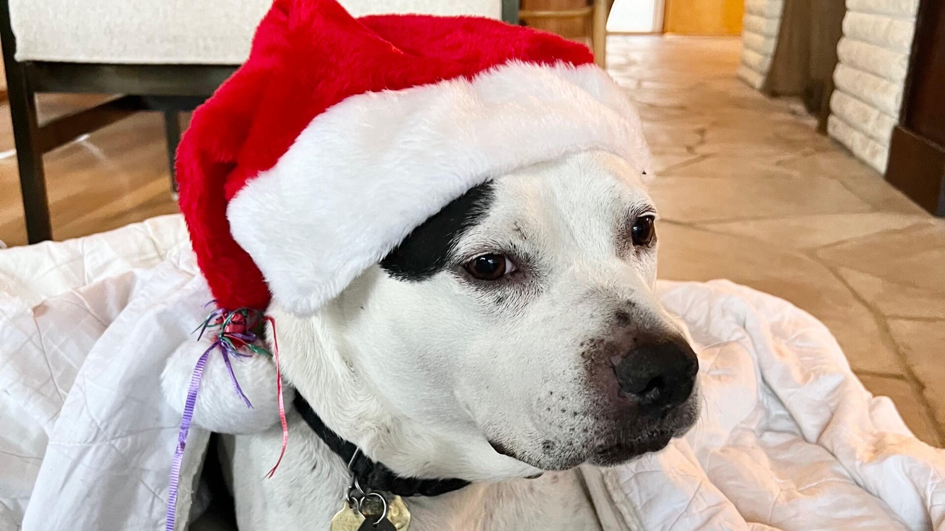 Chili the dog is completely deaf, but very festive.