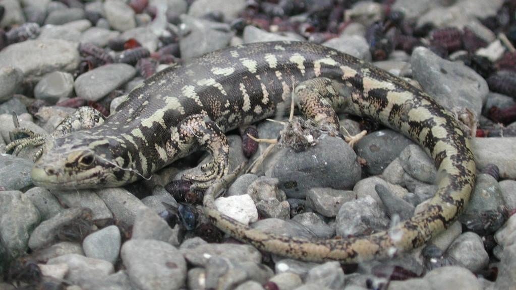 An Otago skink in Nga Manu Nature Reserve in New Zealand.