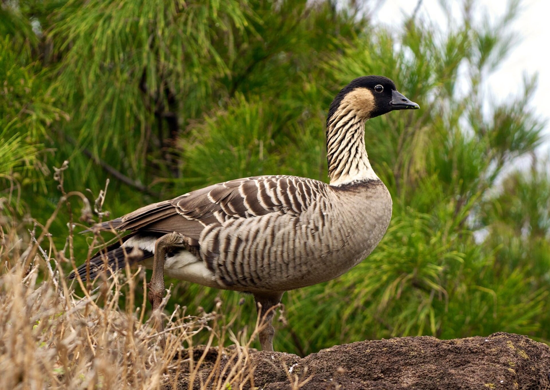 A nene in Kauai.