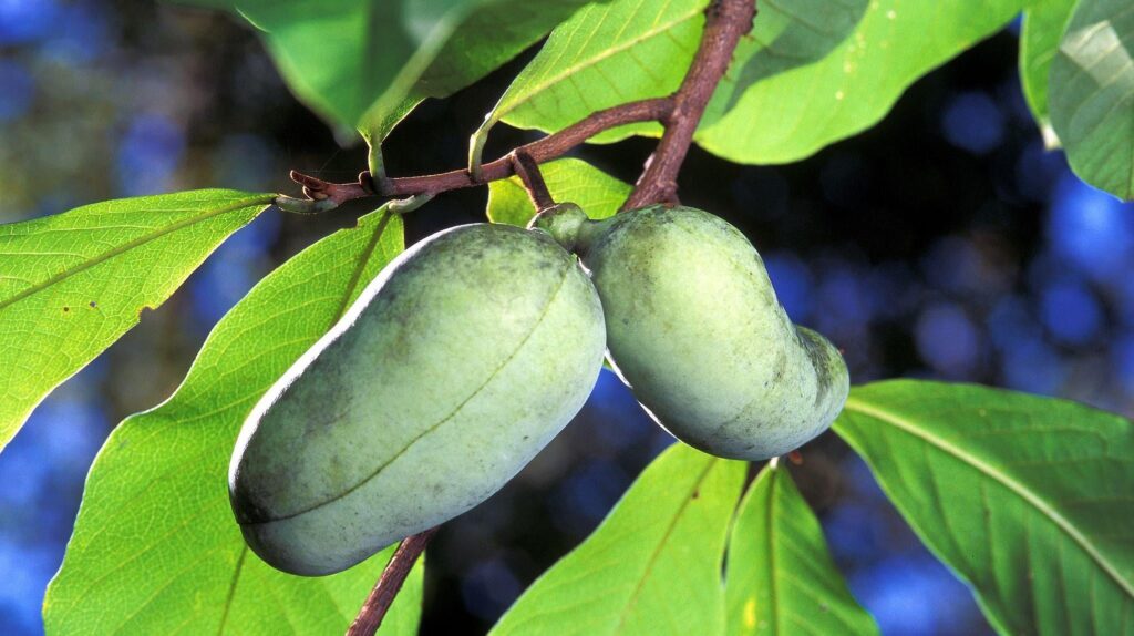 Photo: Scott Bauer, USDA