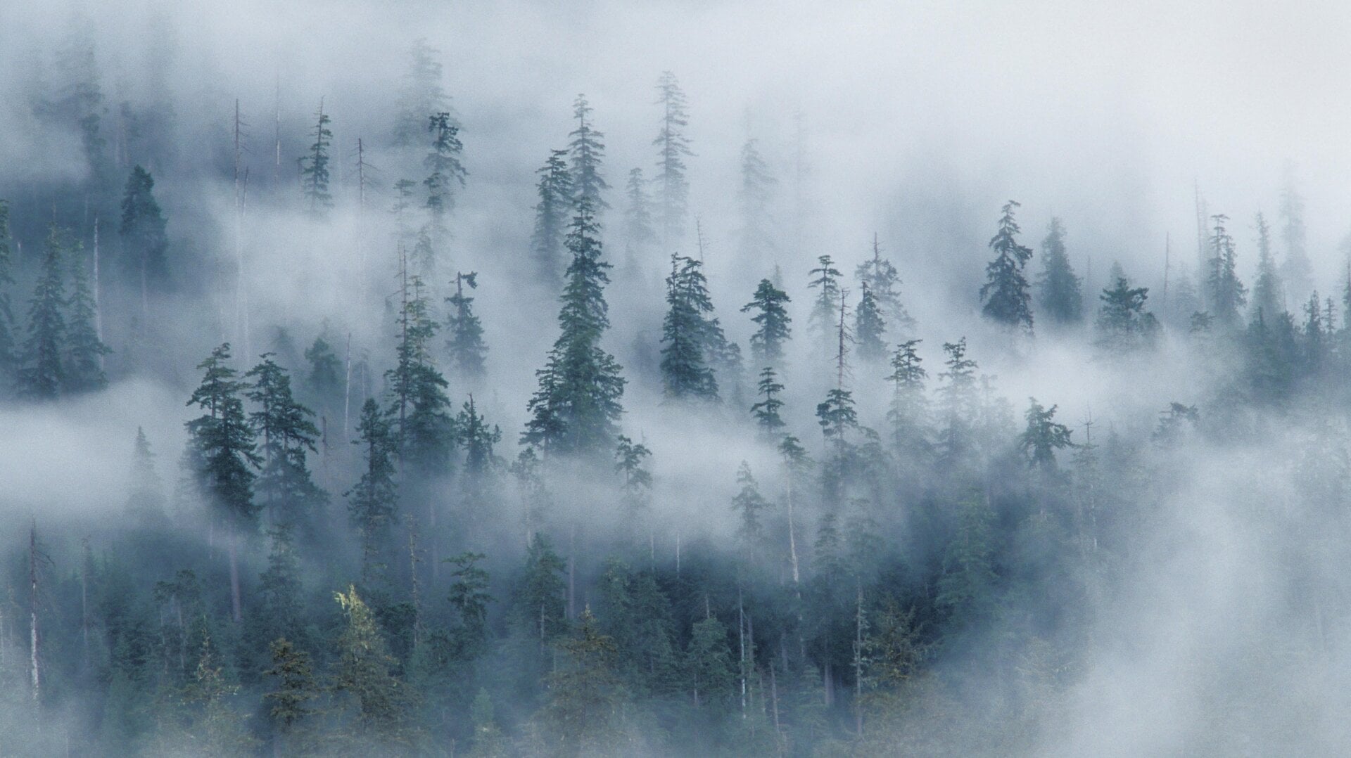 Forest and fog above Hoh River, from Spruce Nature Trail; Olympic National Park, Washington.