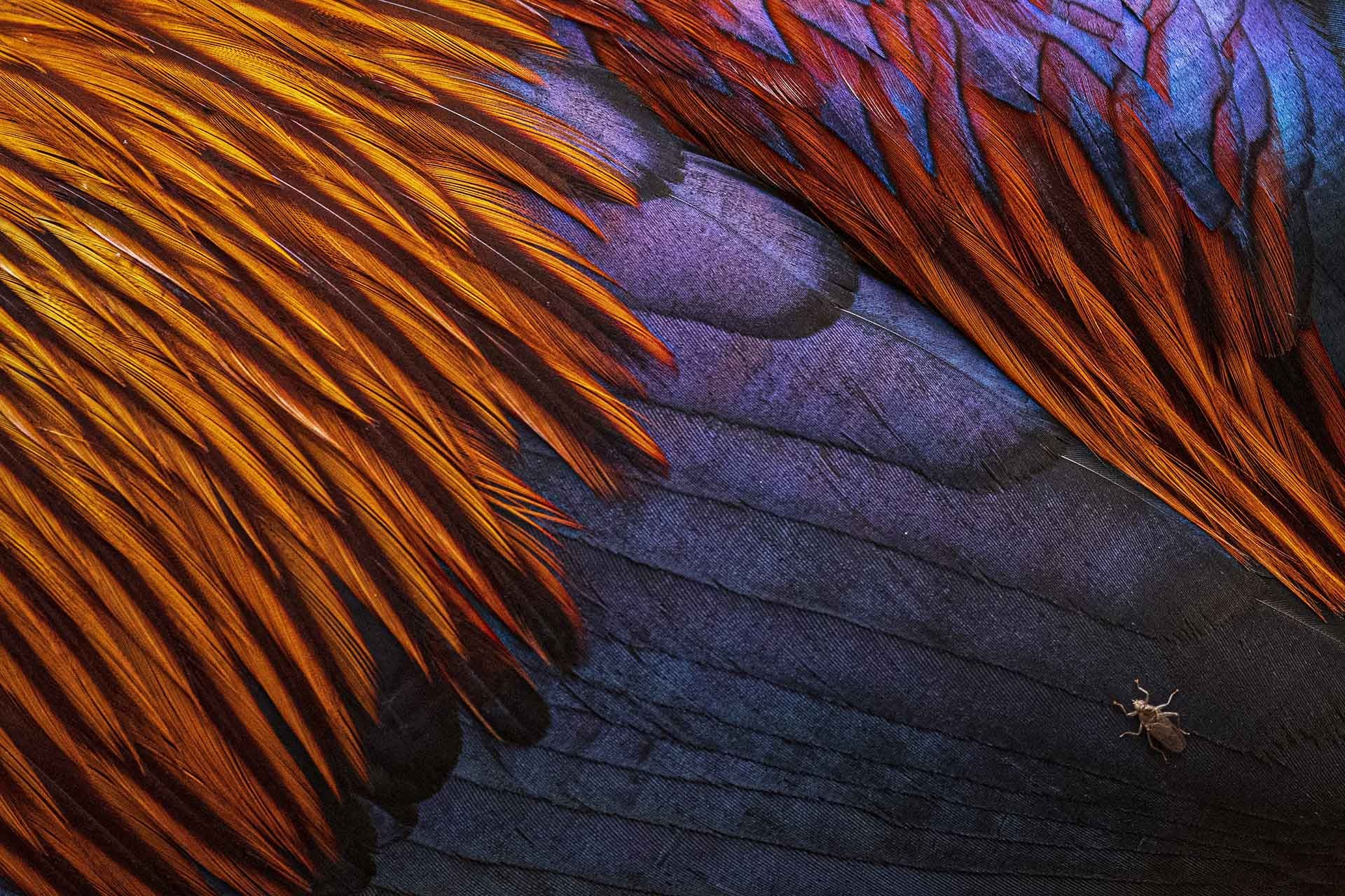 Feather closeup.