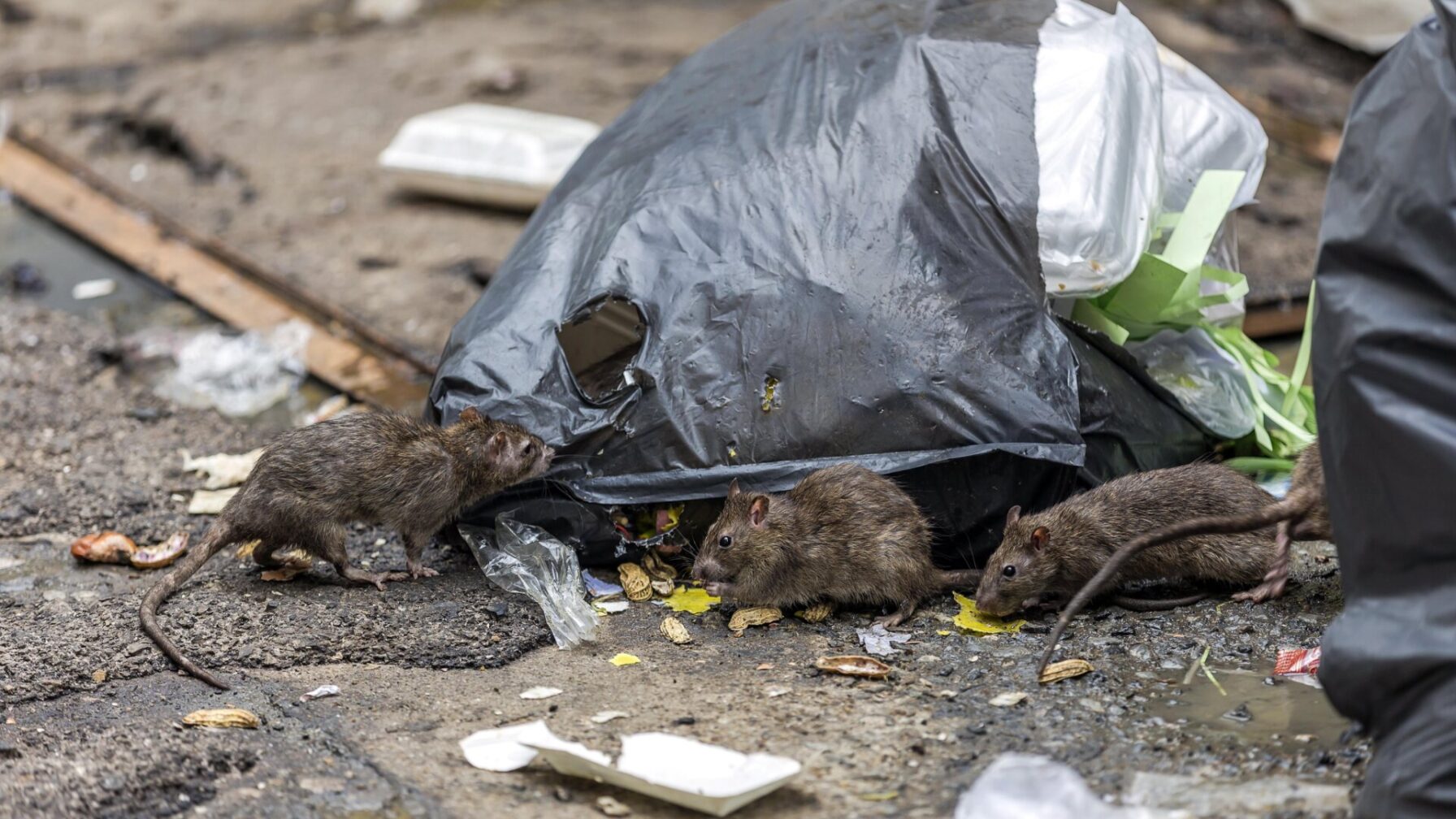 Time Square Rats NYC Is Looking for Someone Tough Enough to Vanquish the City's Rat Army