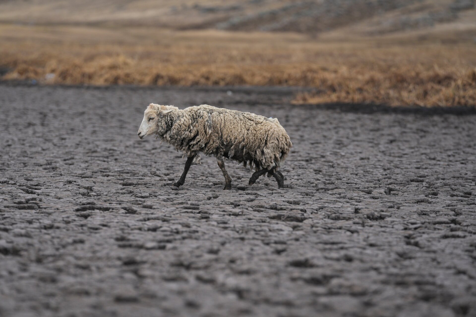 An emaciated sheep walks across the bed of the lagoon.