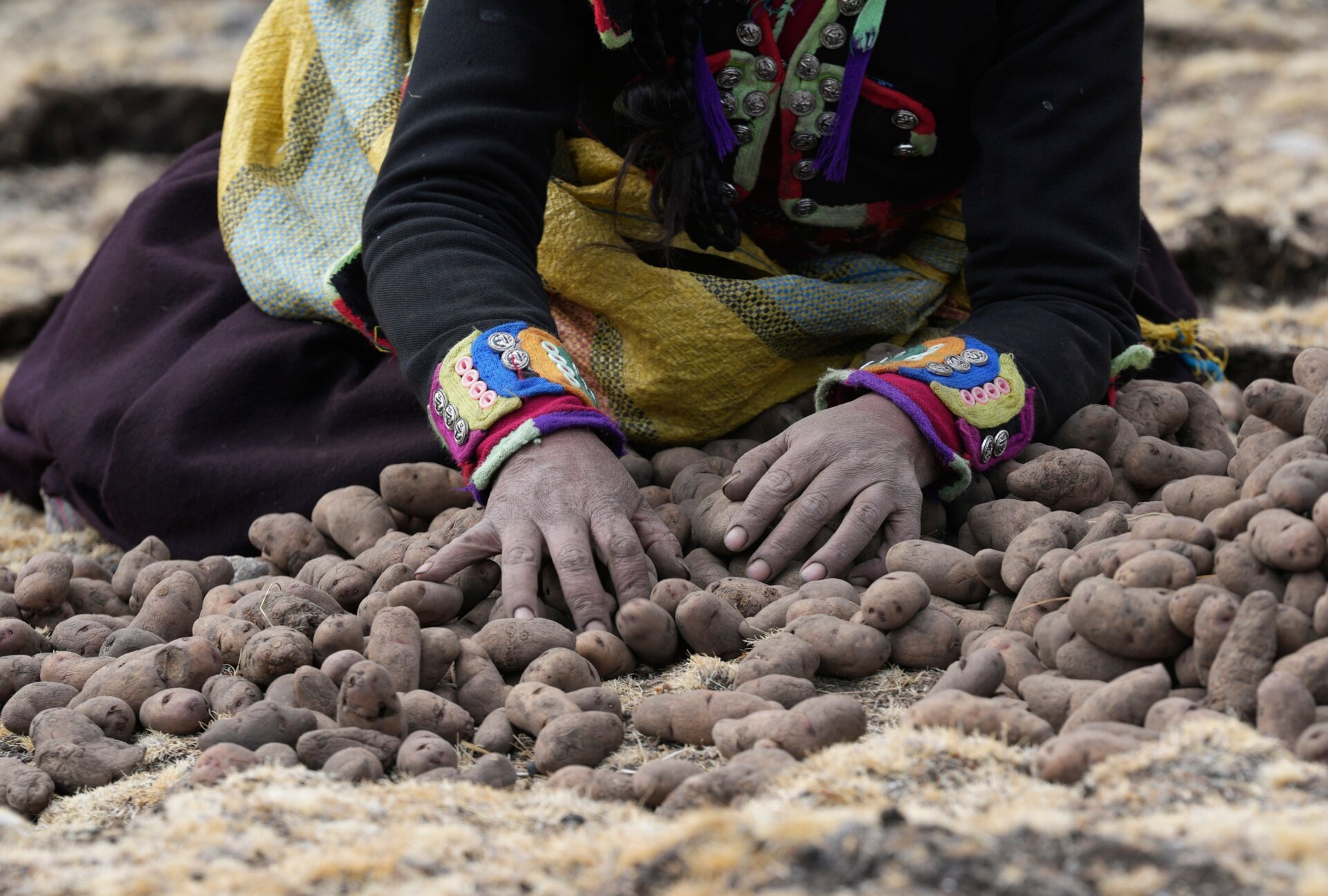 A woman harvests potatoes.
