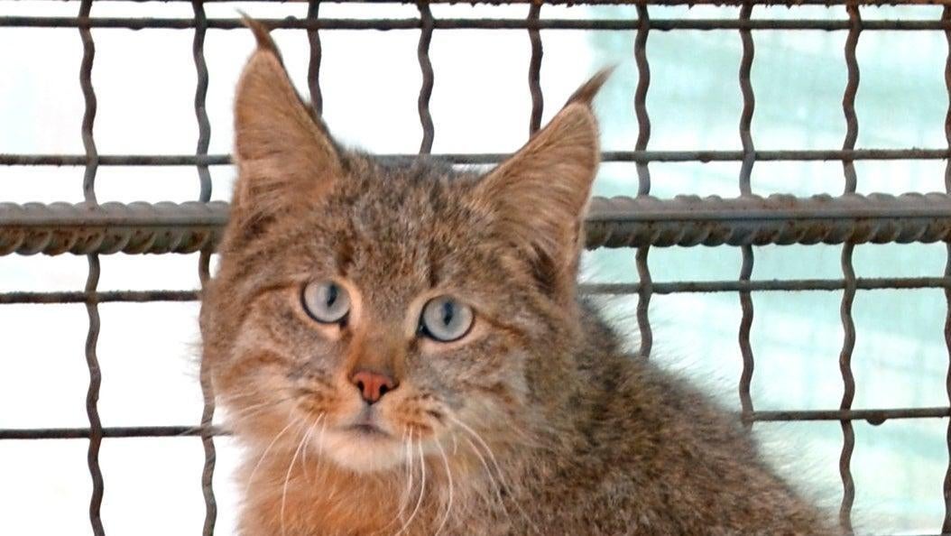A Chinese mountain cat at a zoo in Xining, China.
