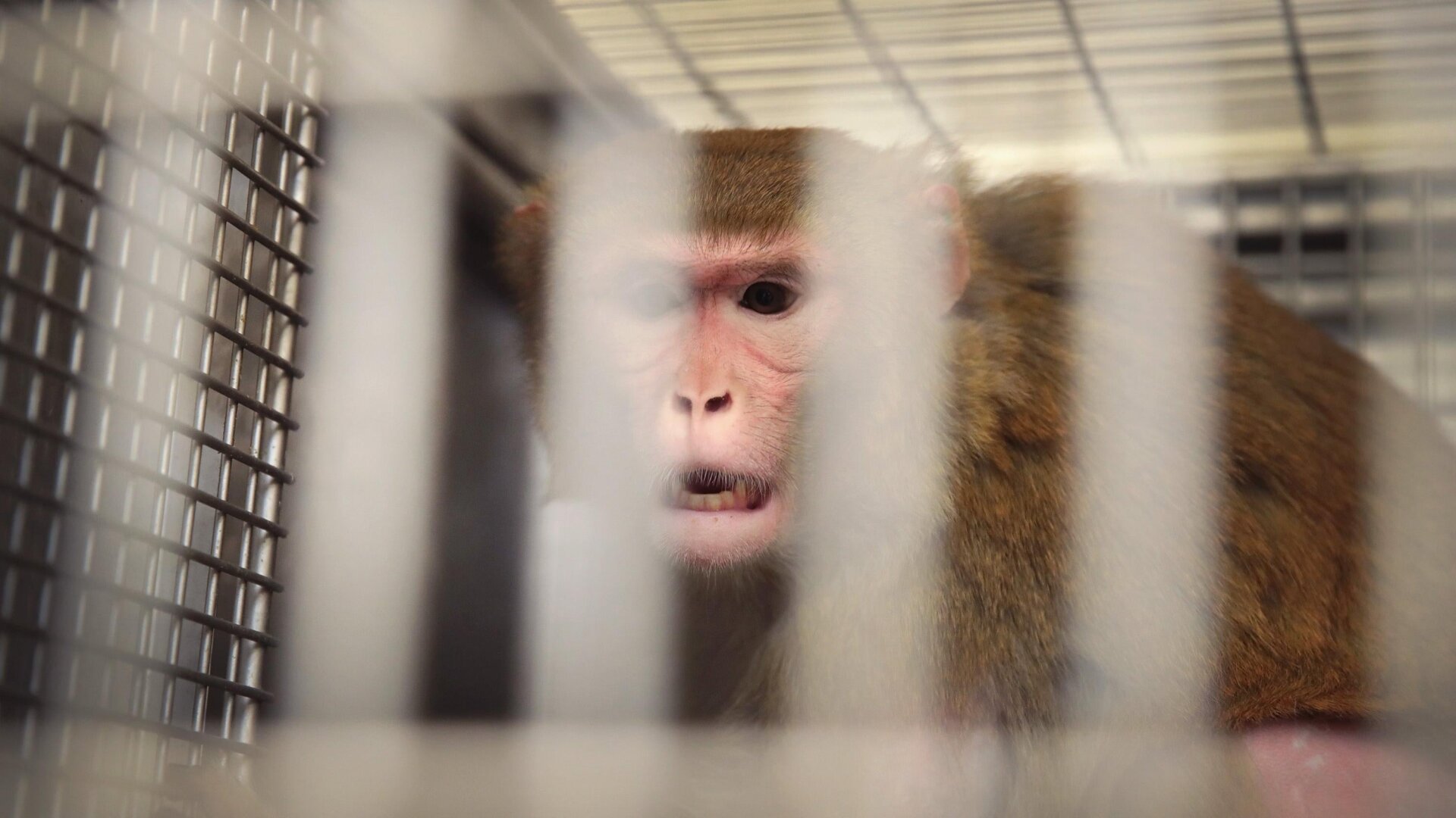 Animals are used in basically all U.S. medical research. Here, a pregnant rhesus monkey sits caged after being infected with Zika virus as part of a University of Wisconsin study. However, Neuralink is accused of flouting standard testing protocols, leading to unnecessary deaths.