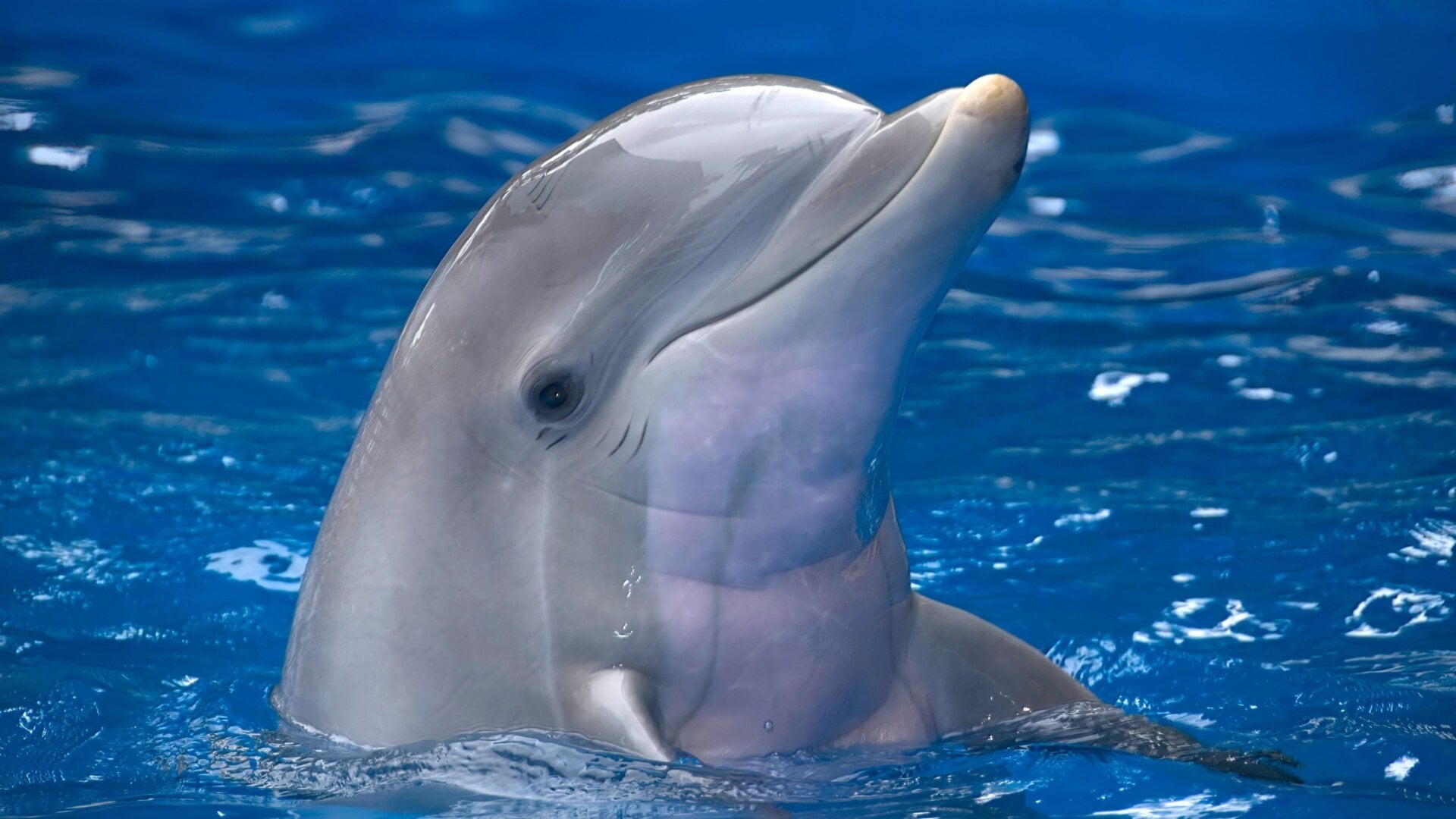 A common bottlenose dolphin (Tursiops truncatus).