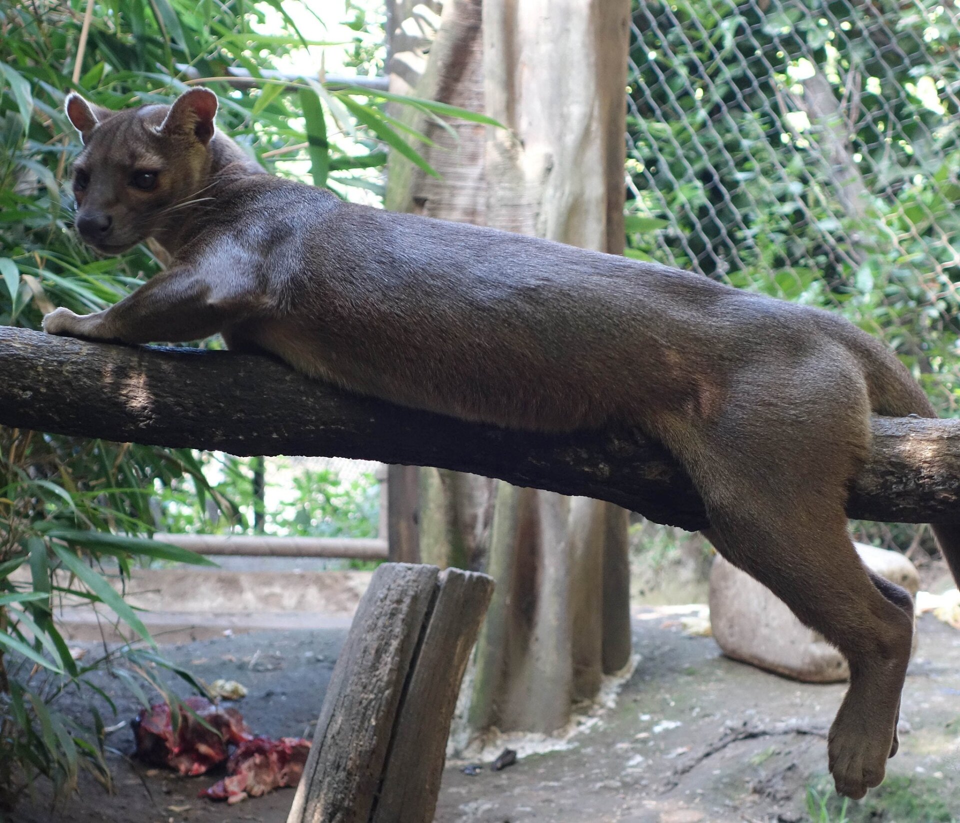 Fossa (Cryptoprocta ferox). Duisburger Zoo