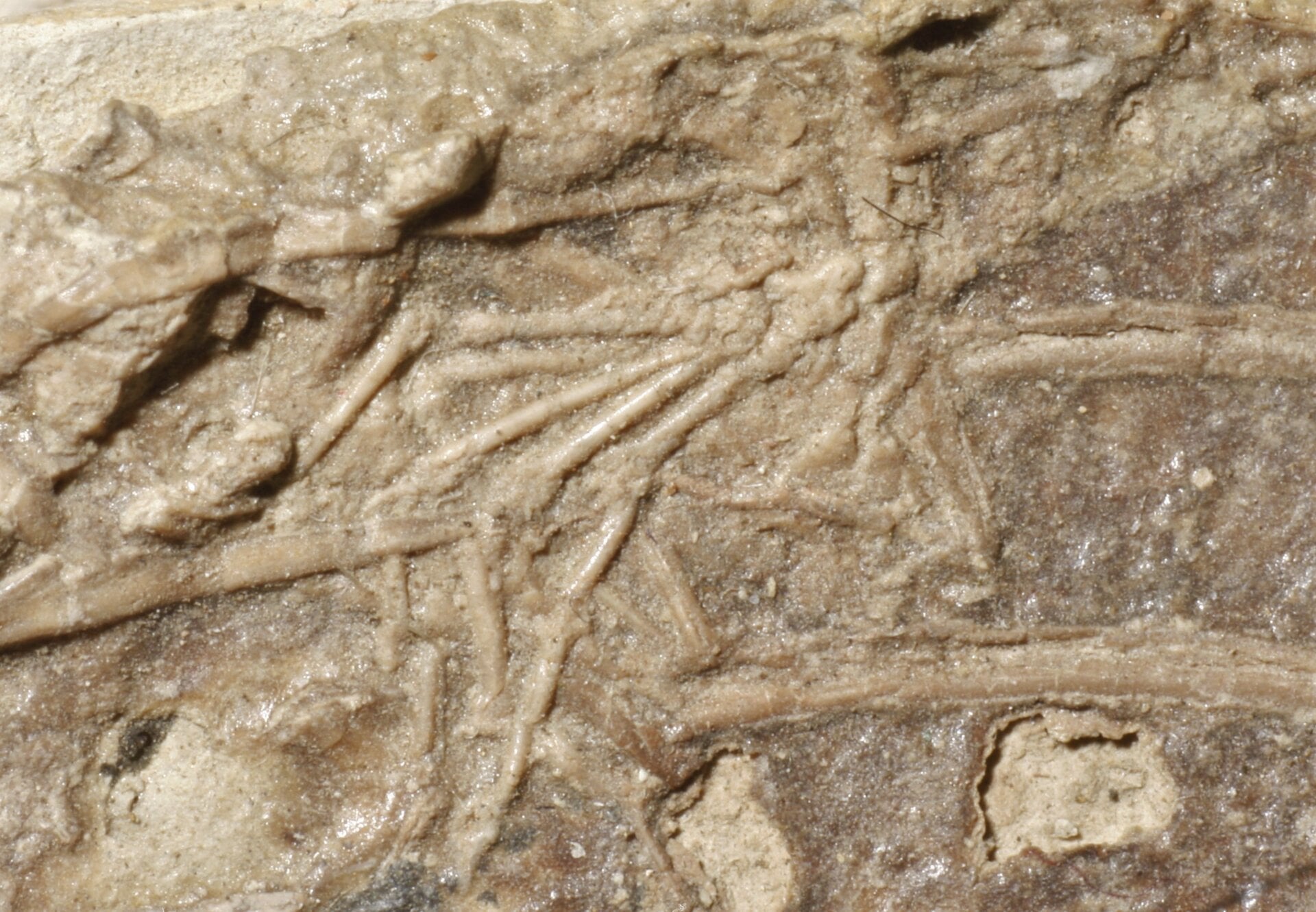 The mammal foot (center) within the Microraptor fossil.