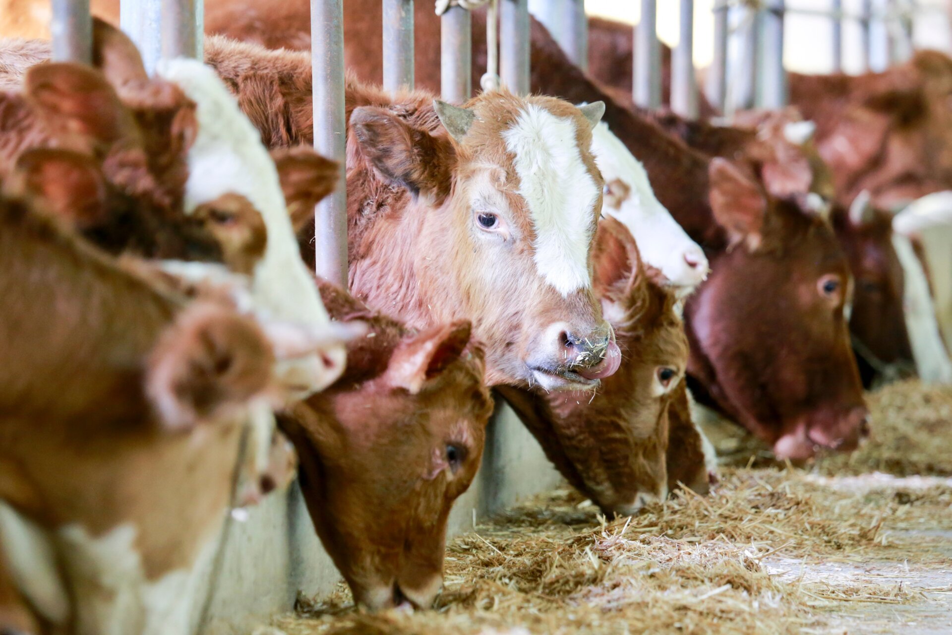 Beef cattle in China.