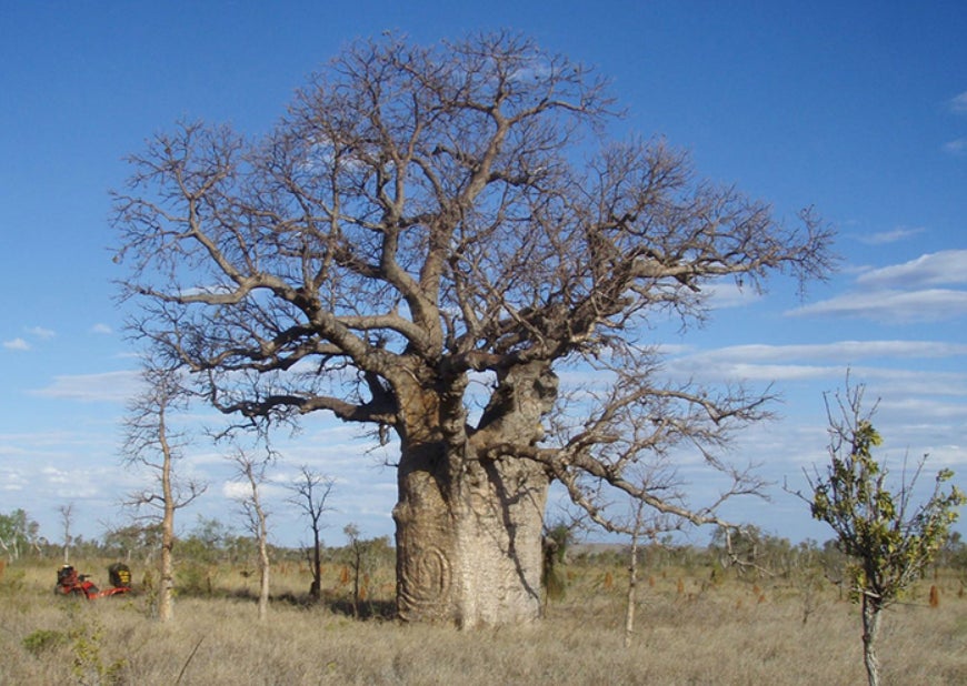 A boab tree with a snake carving in Australia’s Tanami Desert.