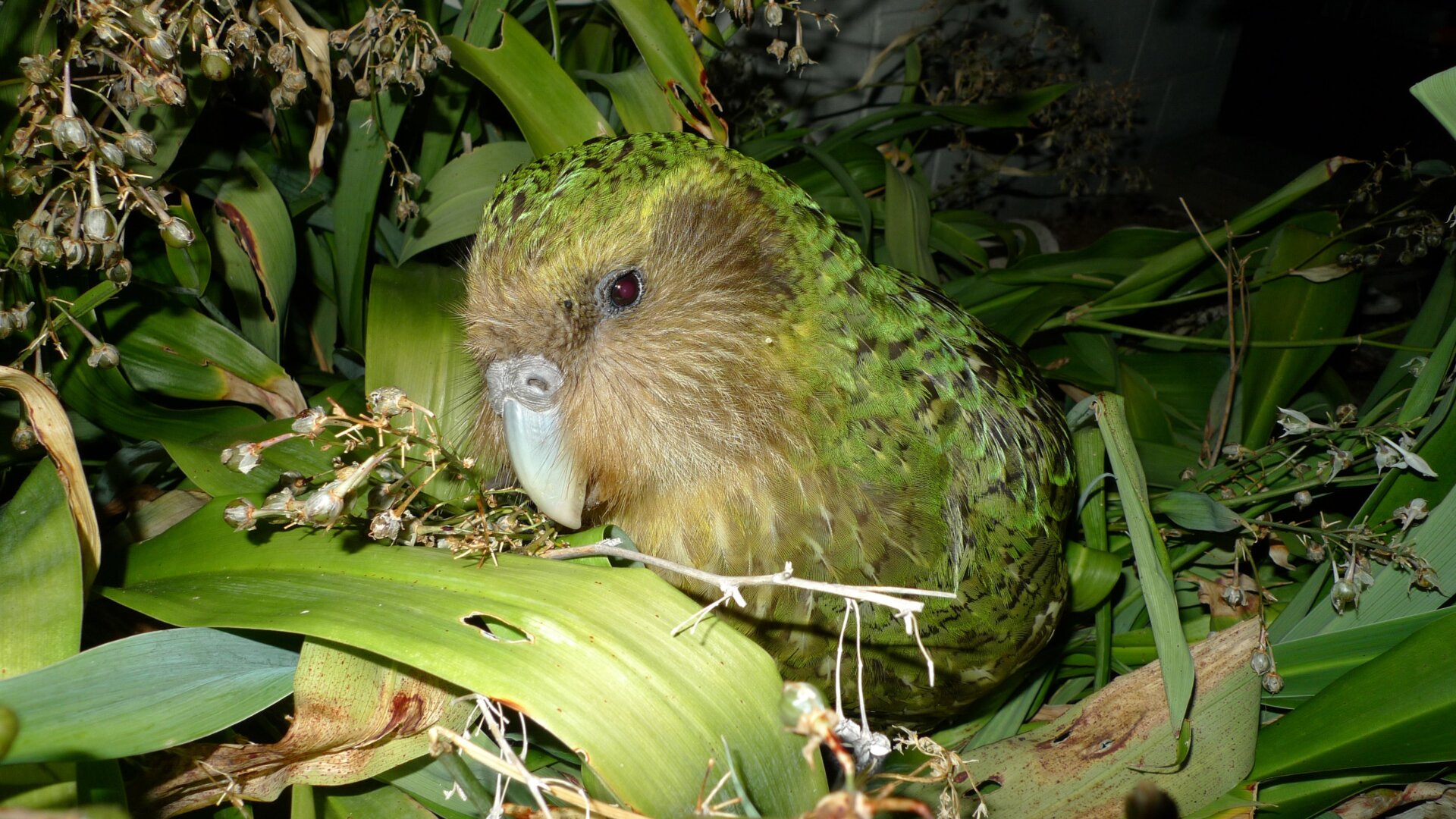 A kākāpō named Sirocco, who once famously tried to mate with a human head in a BBC program.