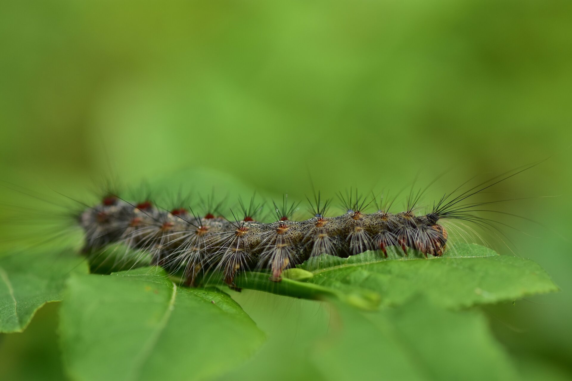 A spongy moth caterpillar.