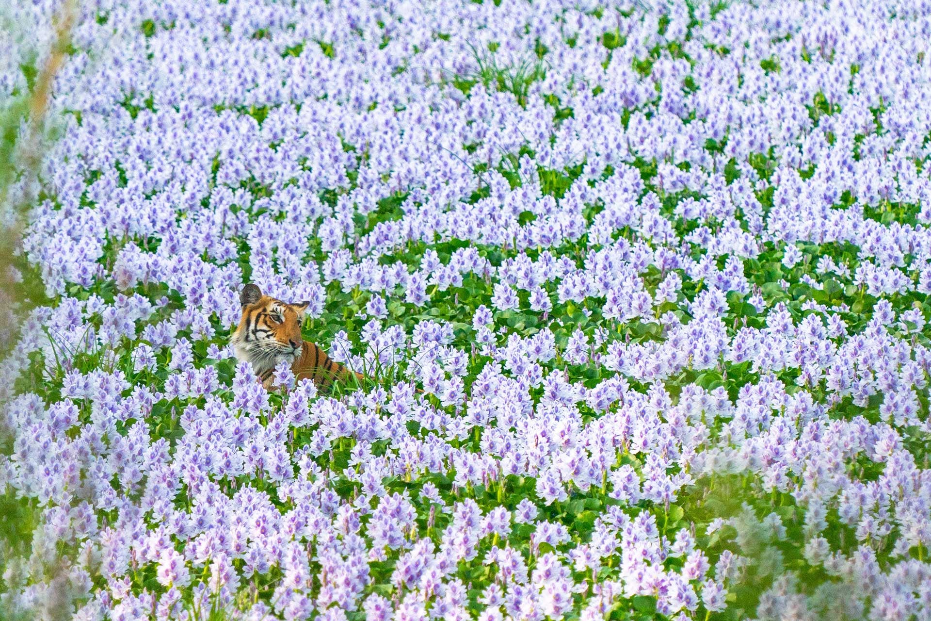 Laying amongst the flowers.