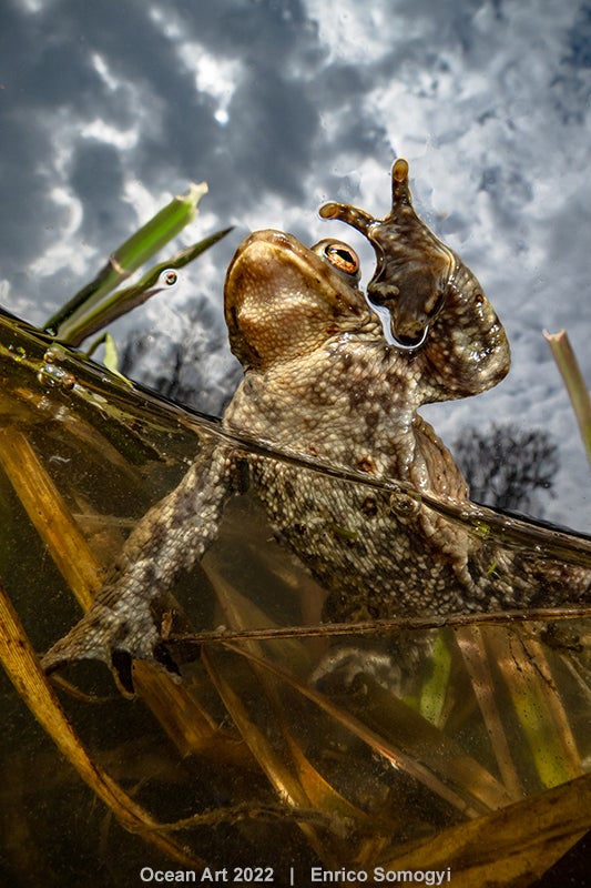 Photo: Enrico Somogyi